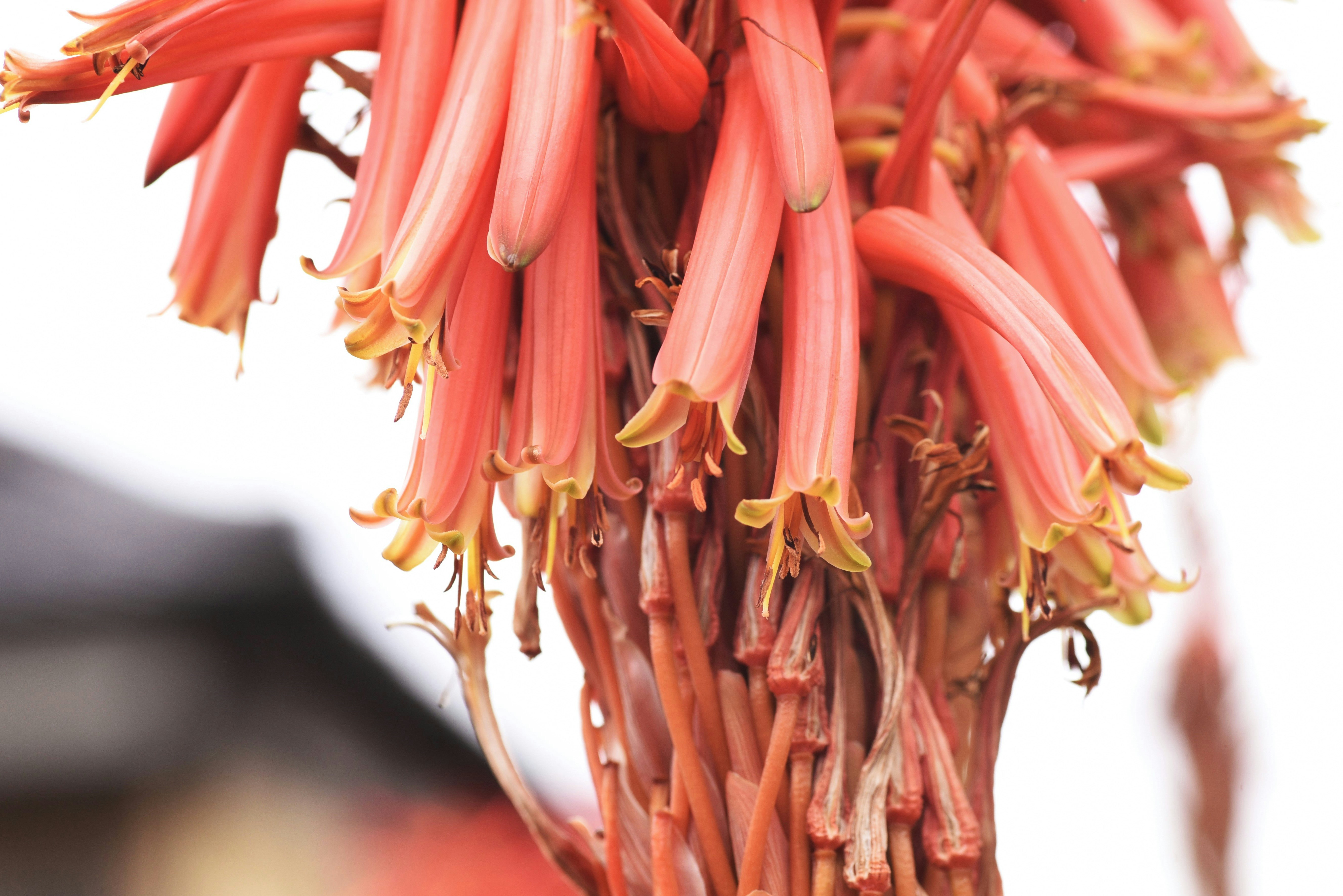 キダチアロエの花穂のクローズアップ