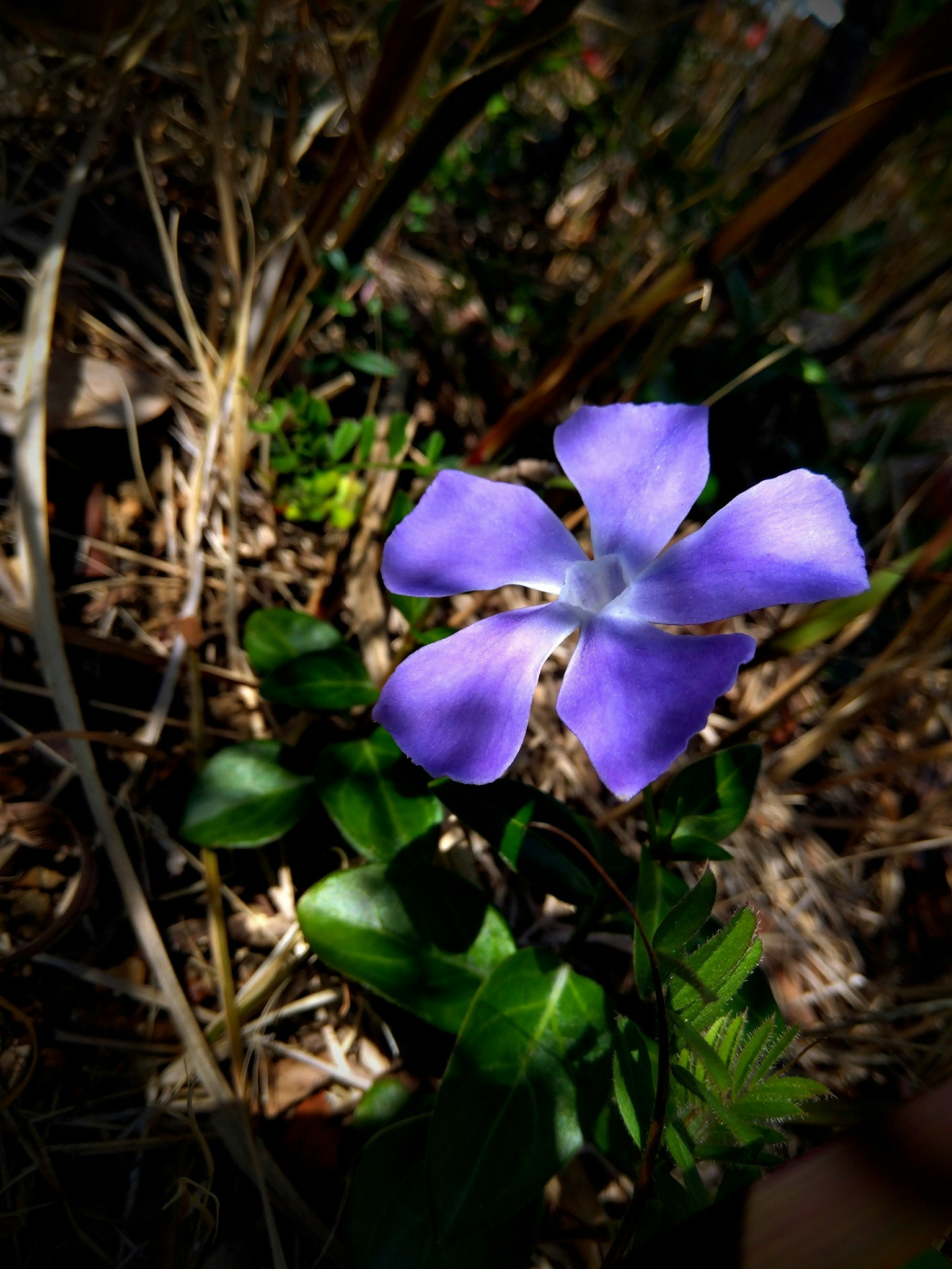 Eine lila Blume blüht zwischen grünen Blättern