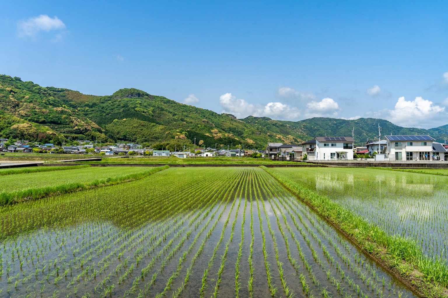 Paisaje con campos de arroz verdes bajo un cielo azul con arroz plantado ordenadamente y montañas al fondo