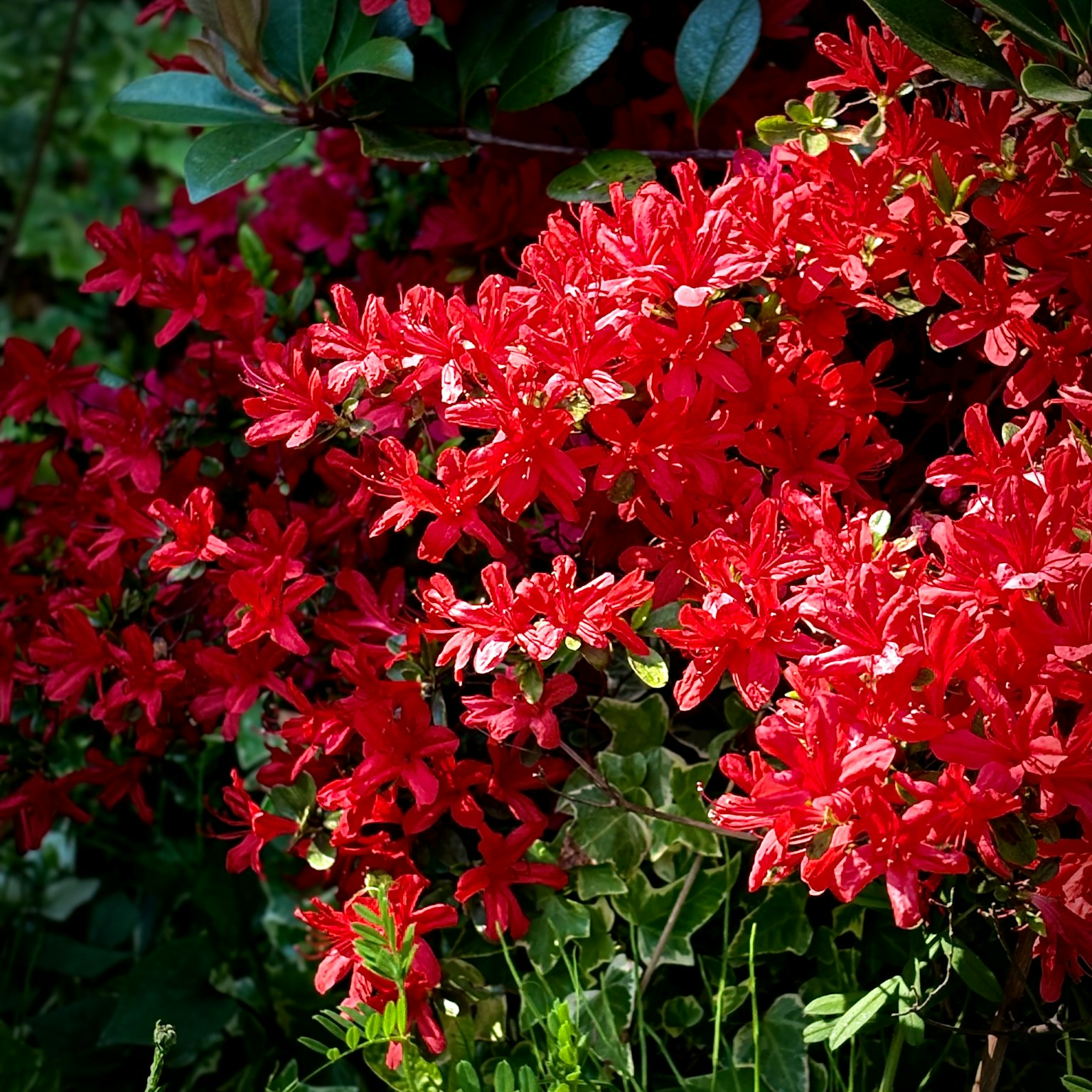 생생한 빨간 꽃들이 진달래 덤불에서 피어납니다