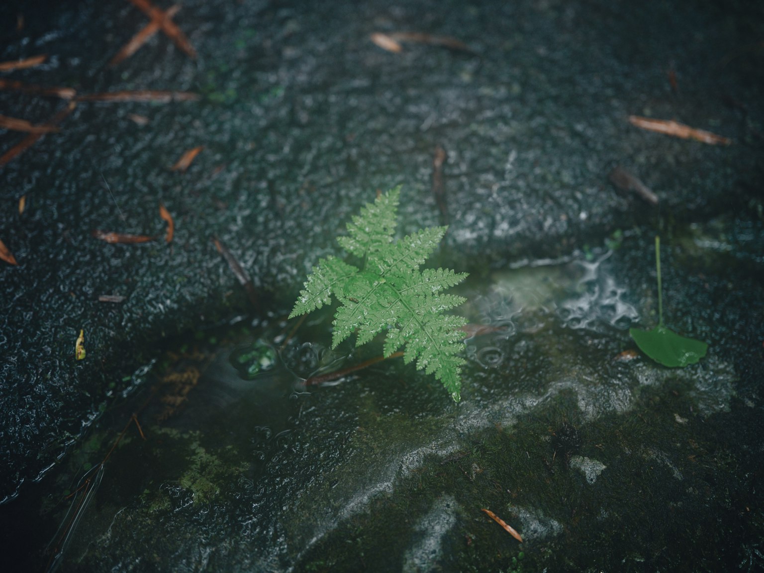 Hoja de helecho verde creciendo sobre una piedra húmeda