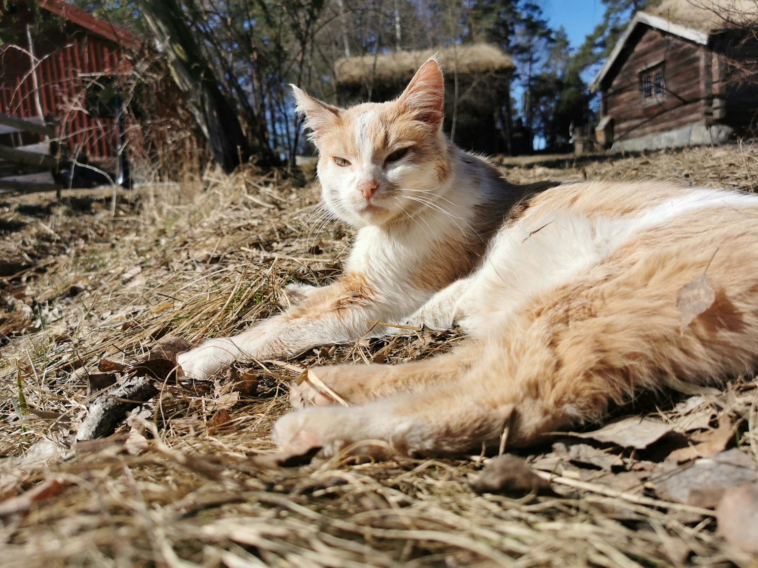 Gatto arancione e bianco sdraiato al sole con sfondo di fattoria