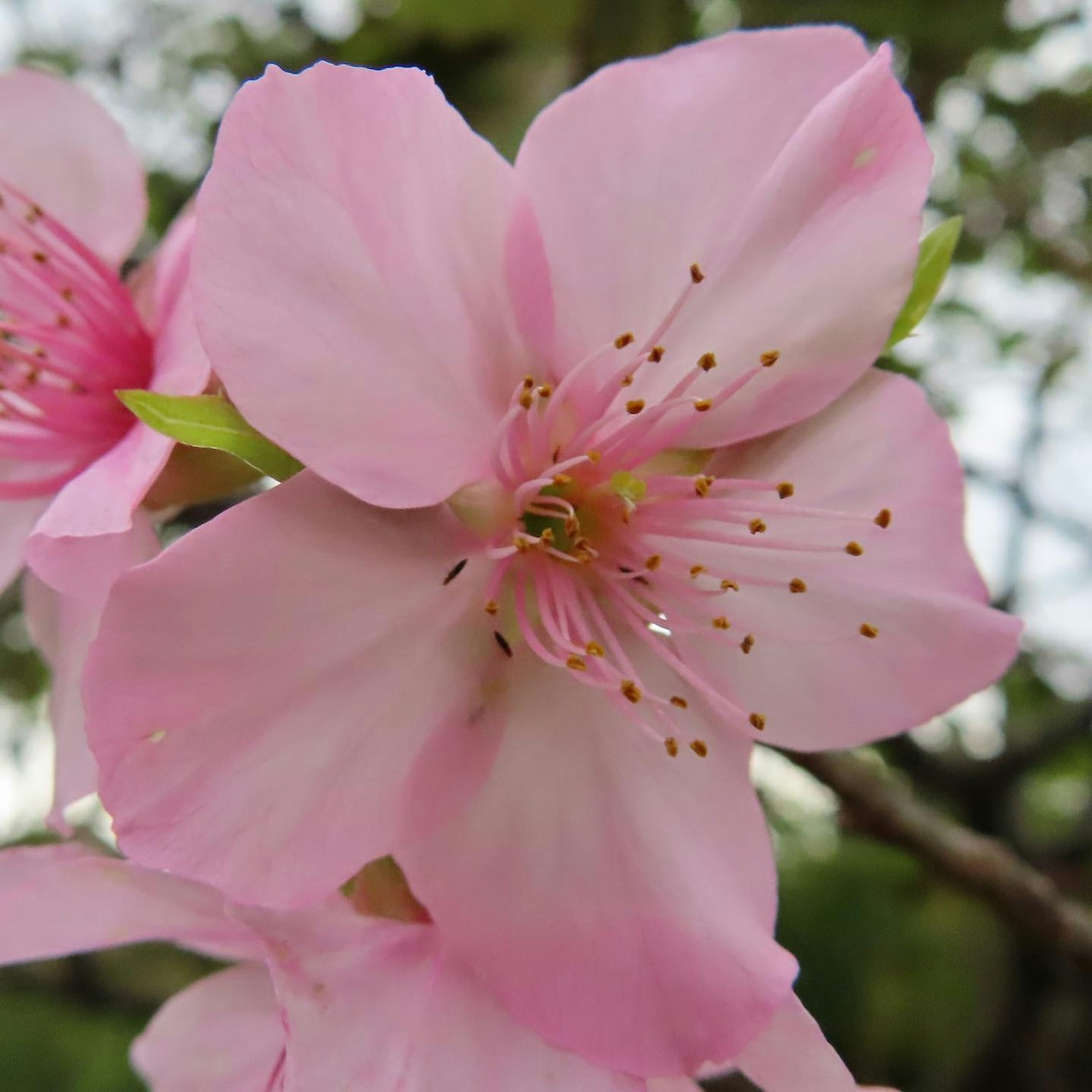Close-up of a flower with light pink petals