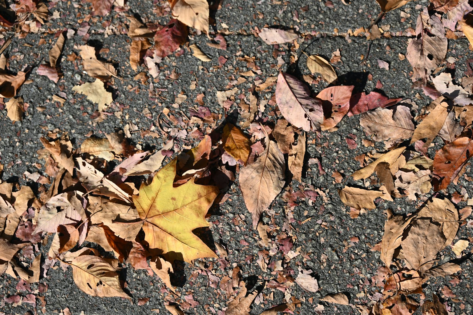 A collection of colorful fallen leaves on a paved path