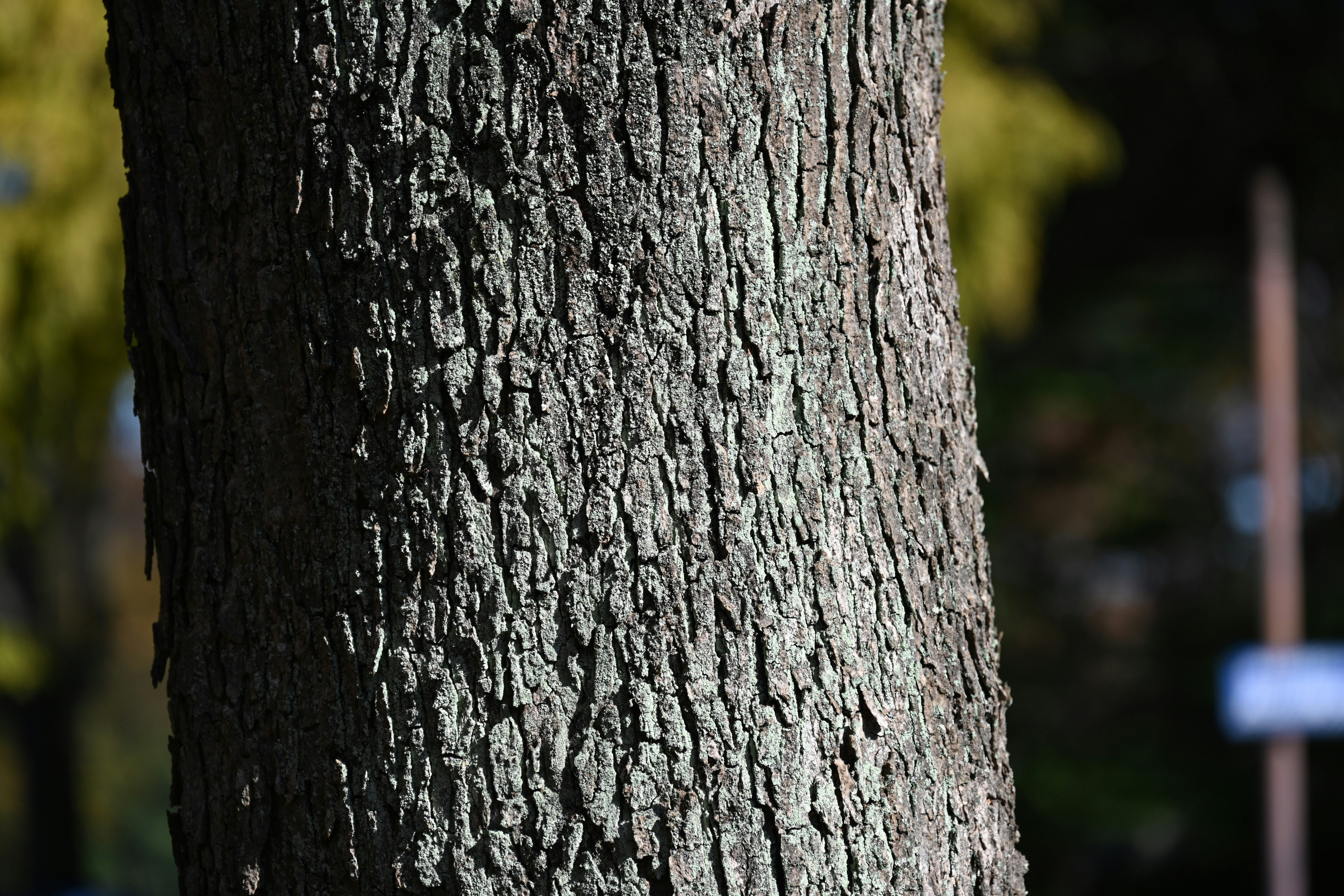 close-up of tree bark texture