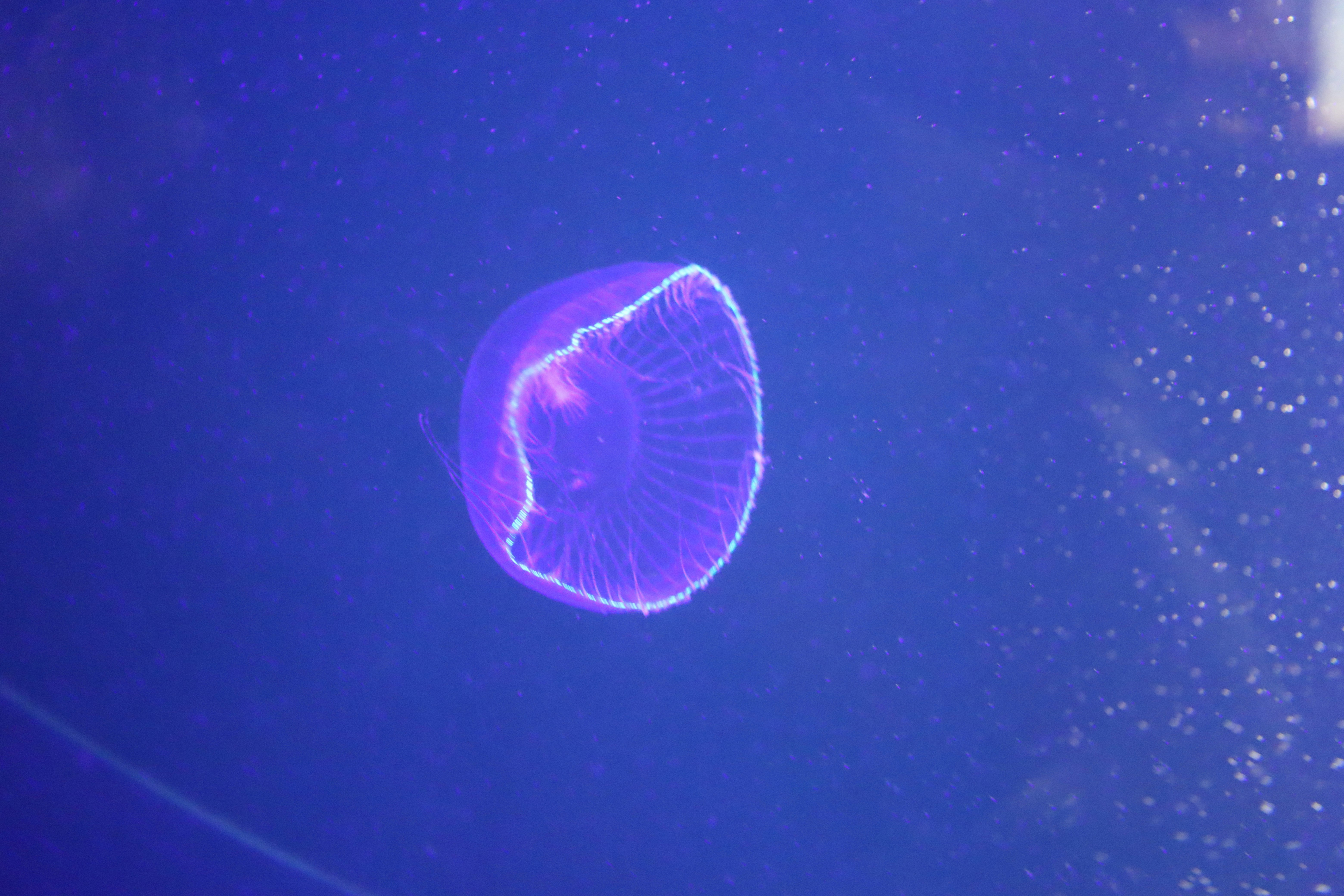 青い背景に浮かぶ発光する紫の半球状の光
