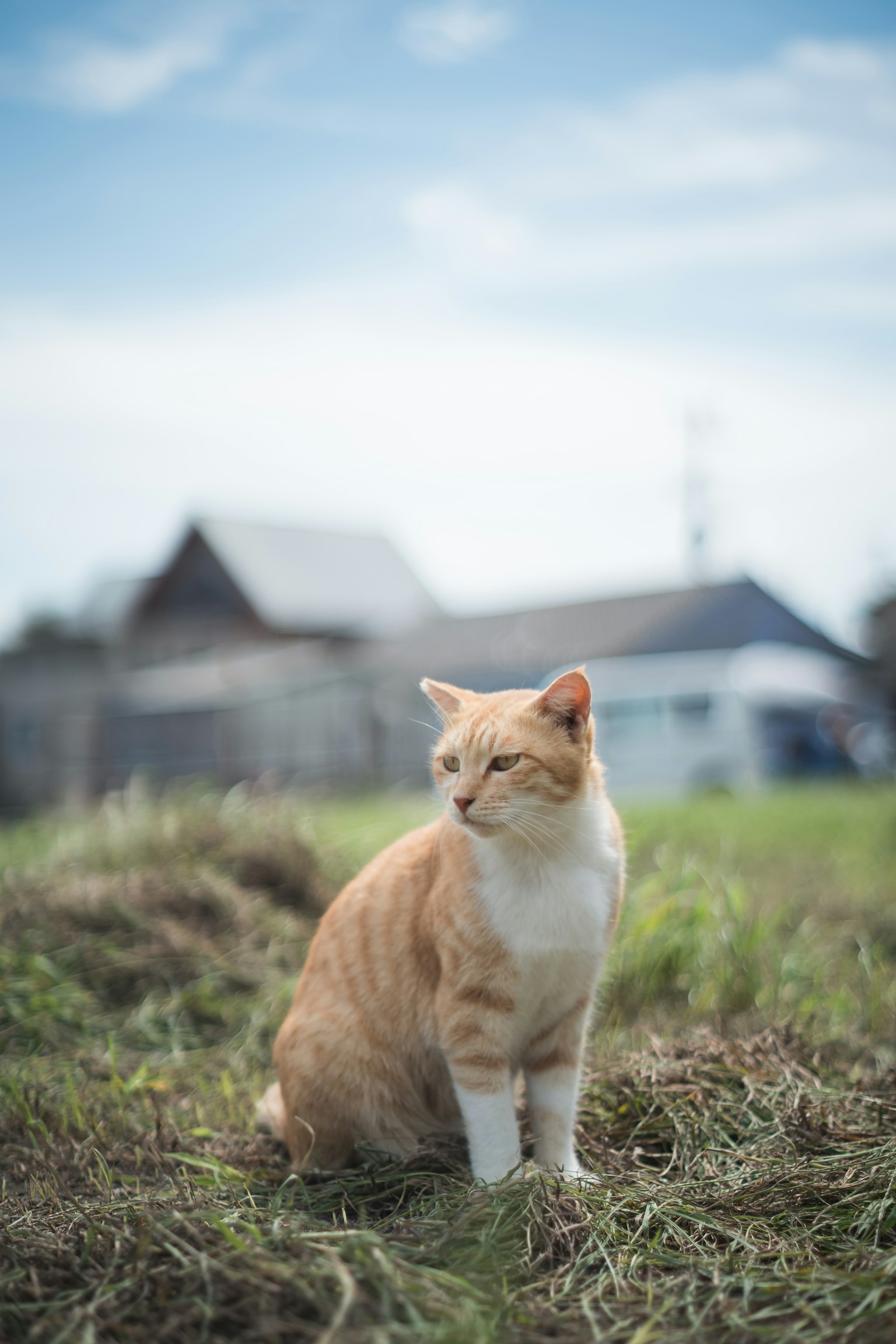一只橙白相间的猫坐在草地上，背景是蓝天和建筑物