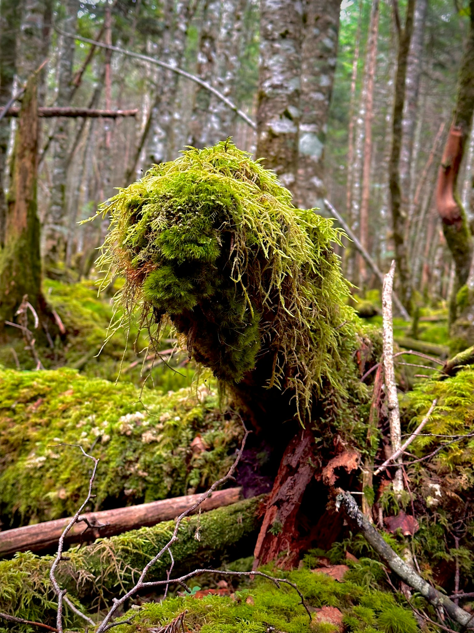 Un tocón cubierto de musgo rodeado de un bosque exuberante