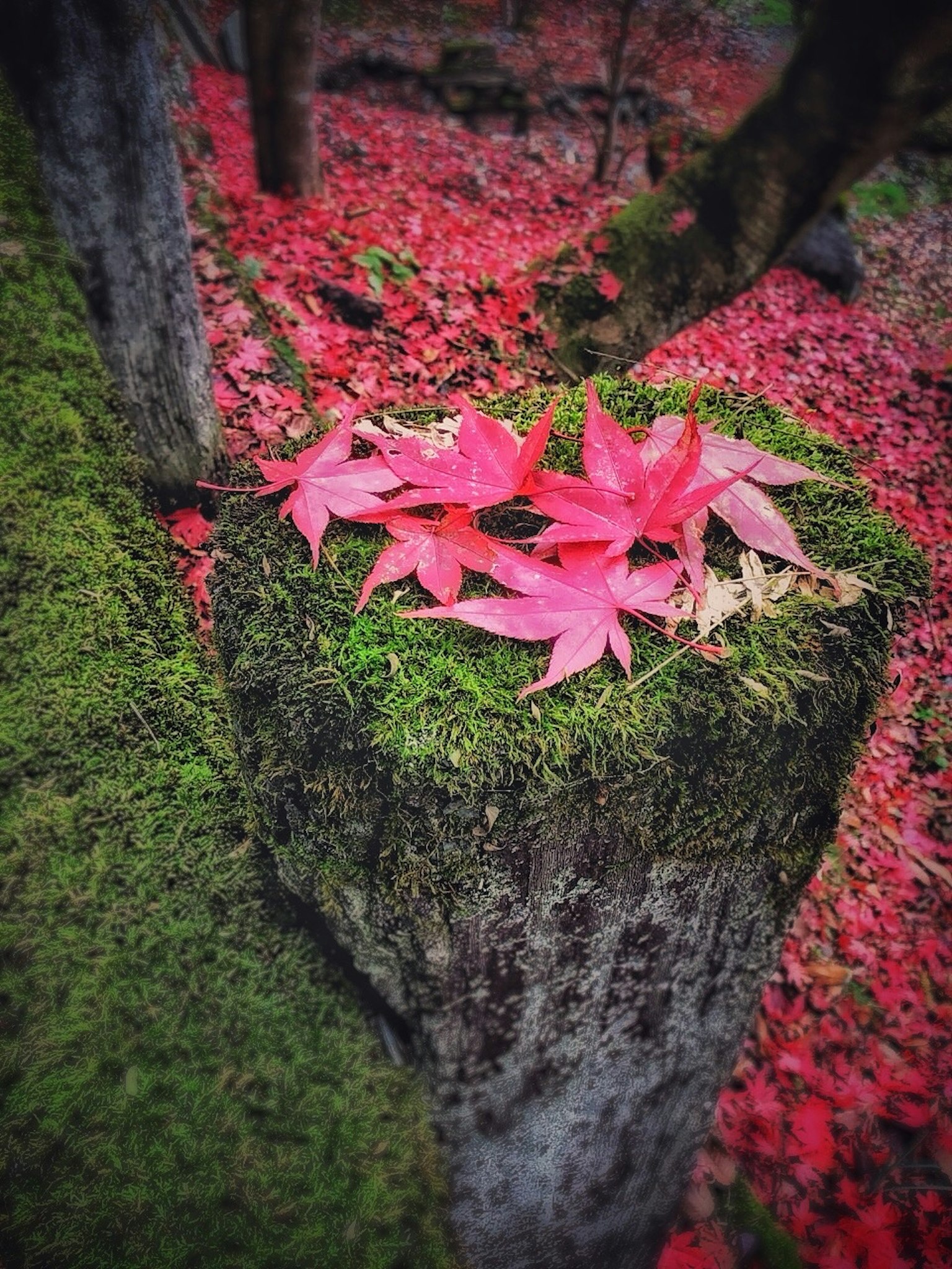Sebuah pemandangan dengan daun maple merah di atas tunggul pohon yang ditutupi lumut
