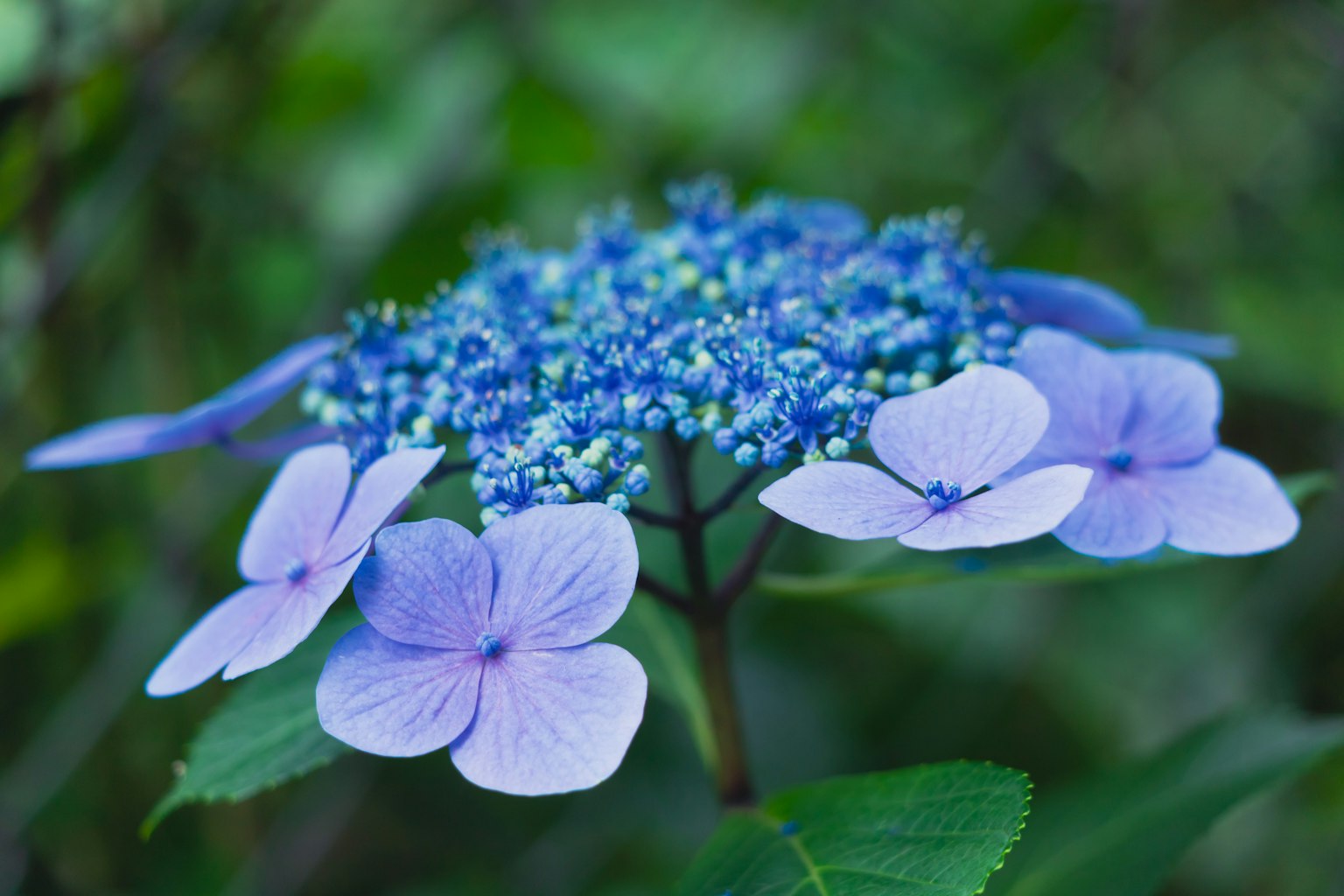 青い花と紫の花びらを持つハイドランジアの近接写真