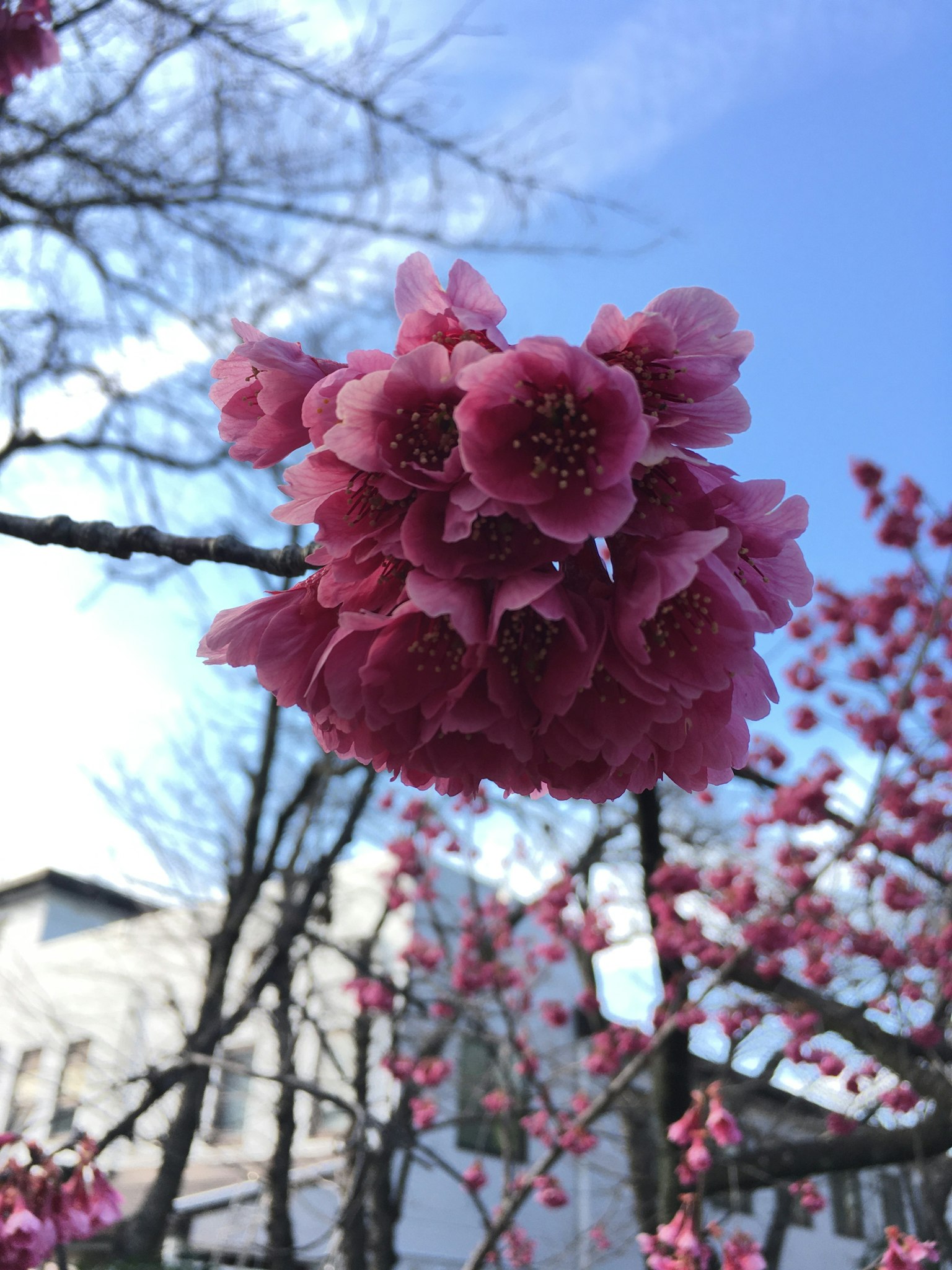 粉色樱花在蓝天映衬下绽放