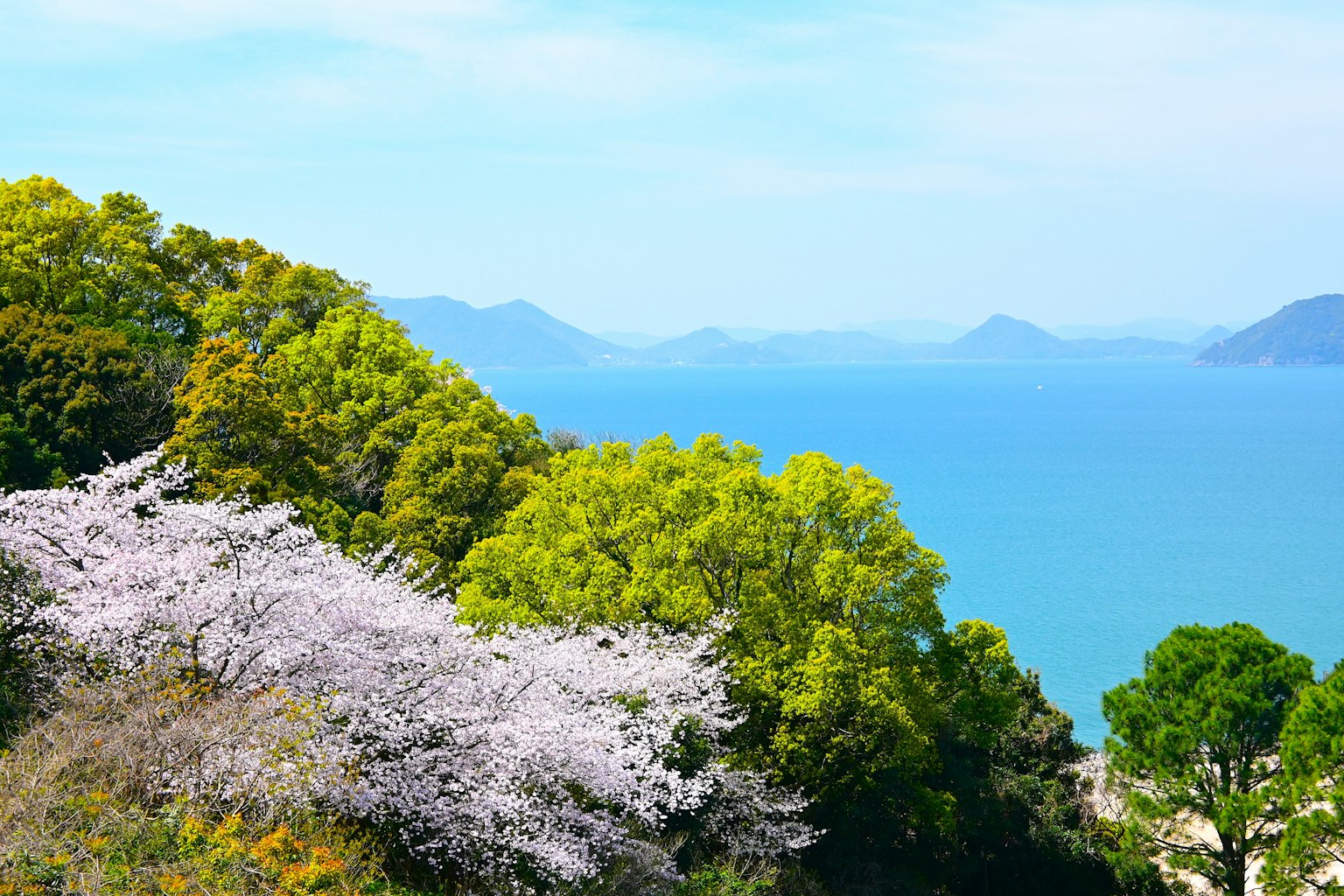 櫻花和綠色山丘俯瞰藍色海洋的風景