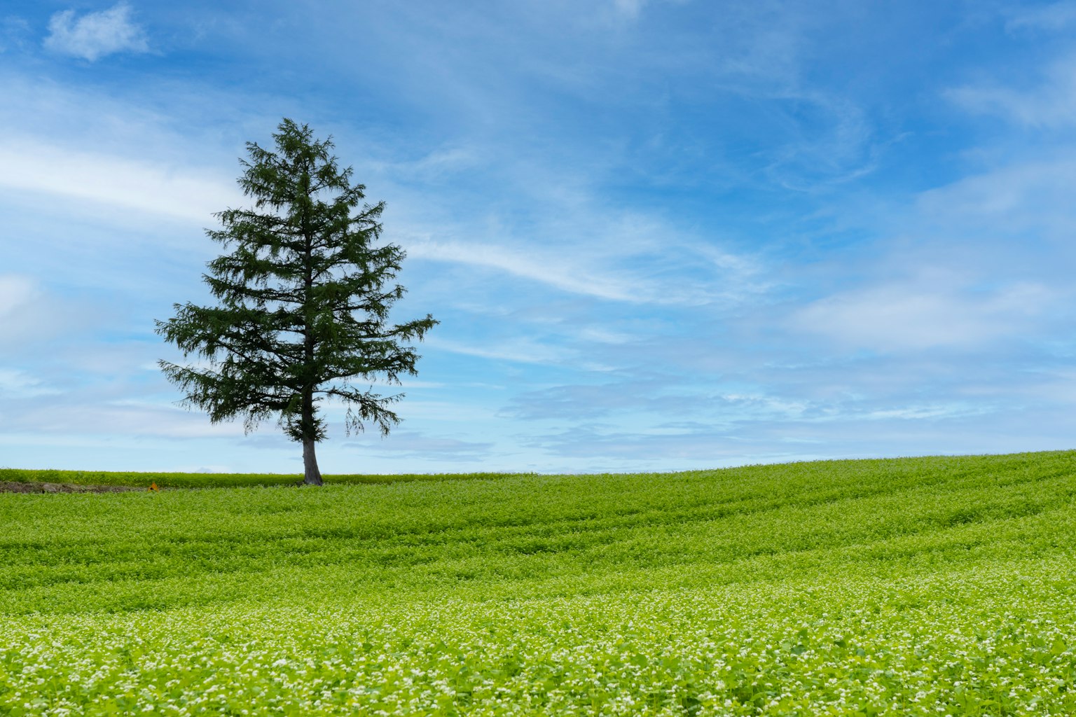 A single tree standing in a green field under a blue sky