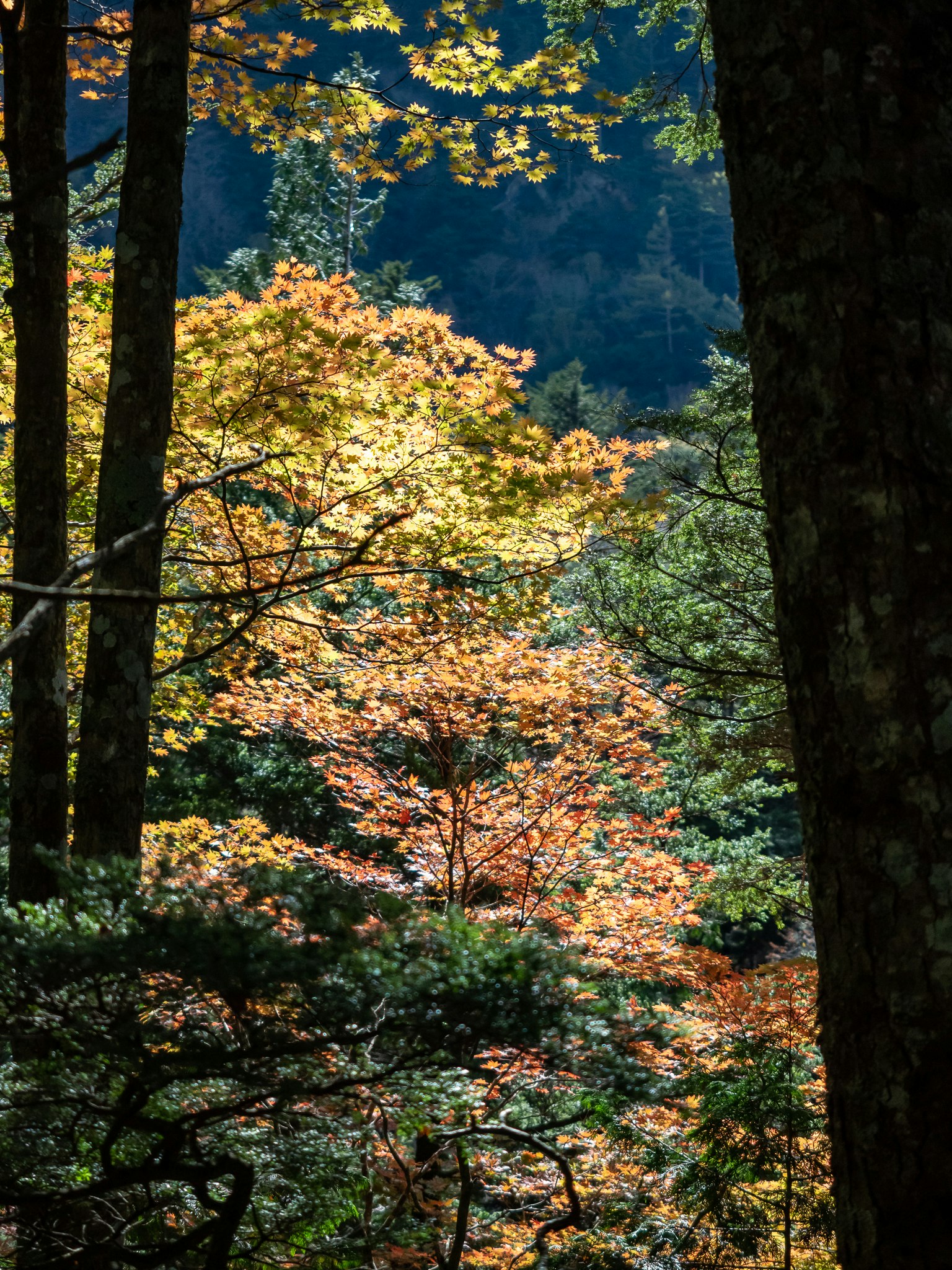 Belle scène de forêt d'automne feuilles jaunes et vertes vibrantes mélangées