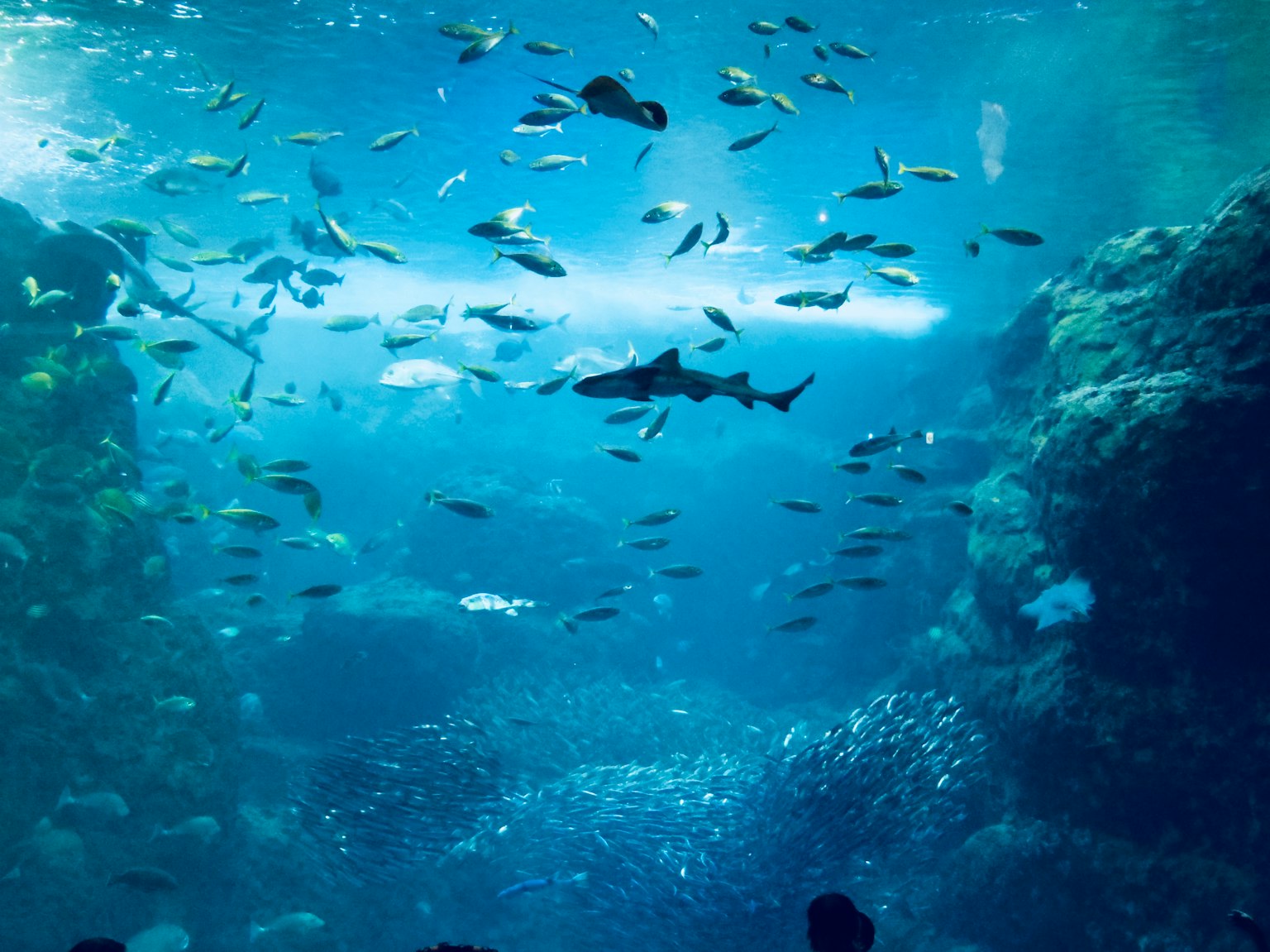 Aquarium scene with numerous fish and a shark swimming