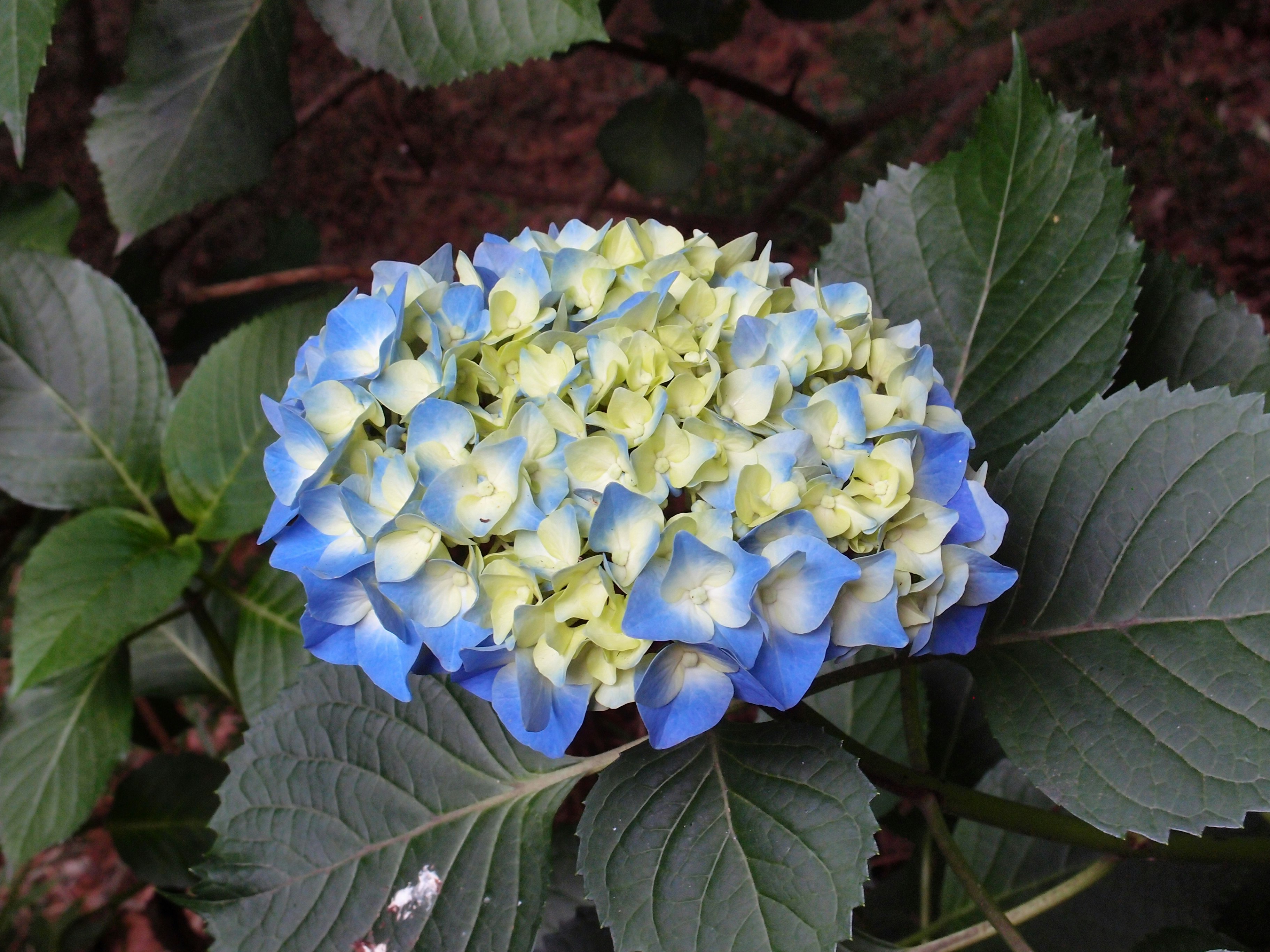 青と白のアジサイの花と葉のクローズアップ