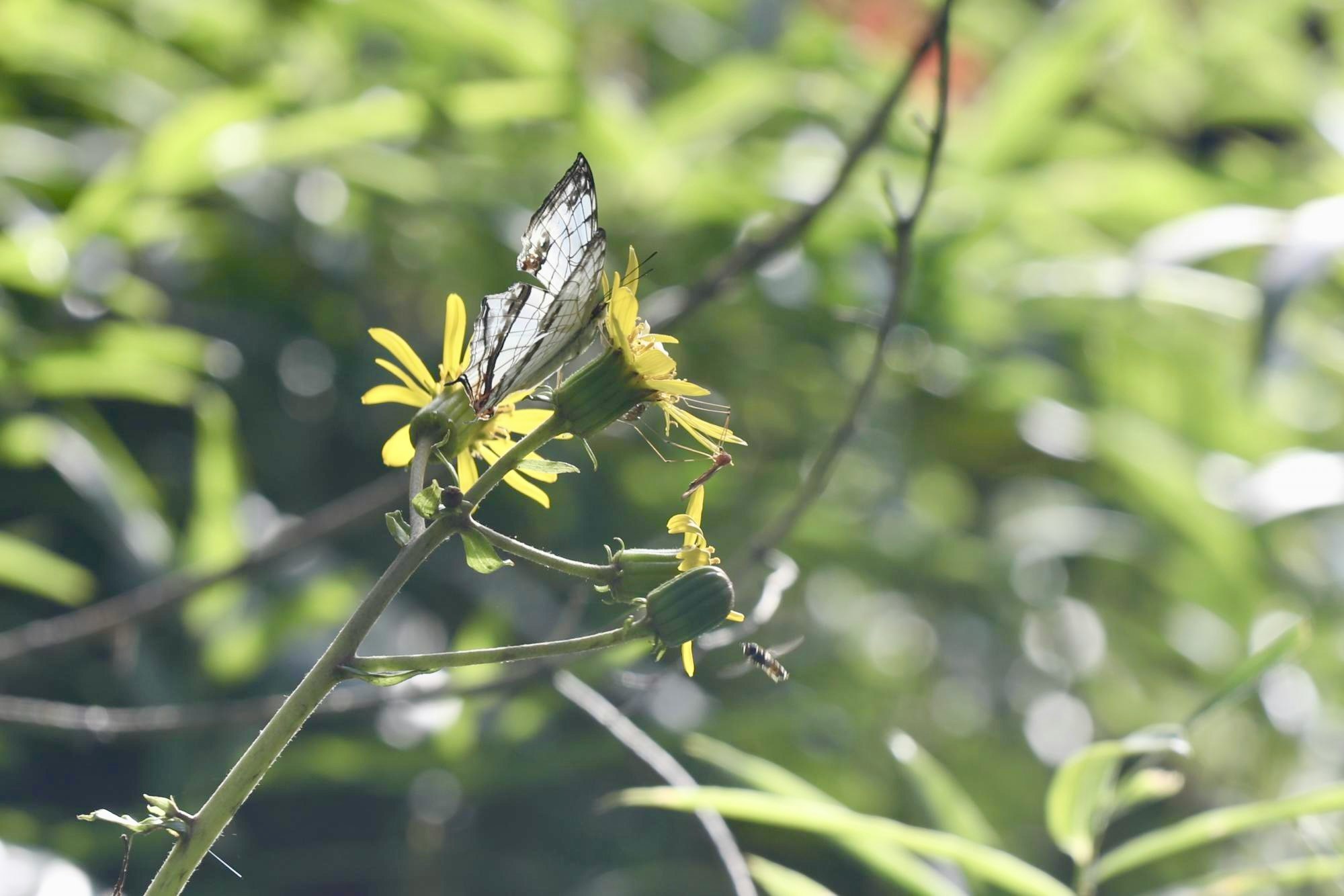 緑の草むらに咲く小さな花のクローズアップ