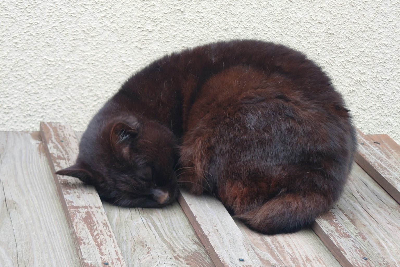 Un gato marrón enrollado durmiendo sobre un suelo de madera
