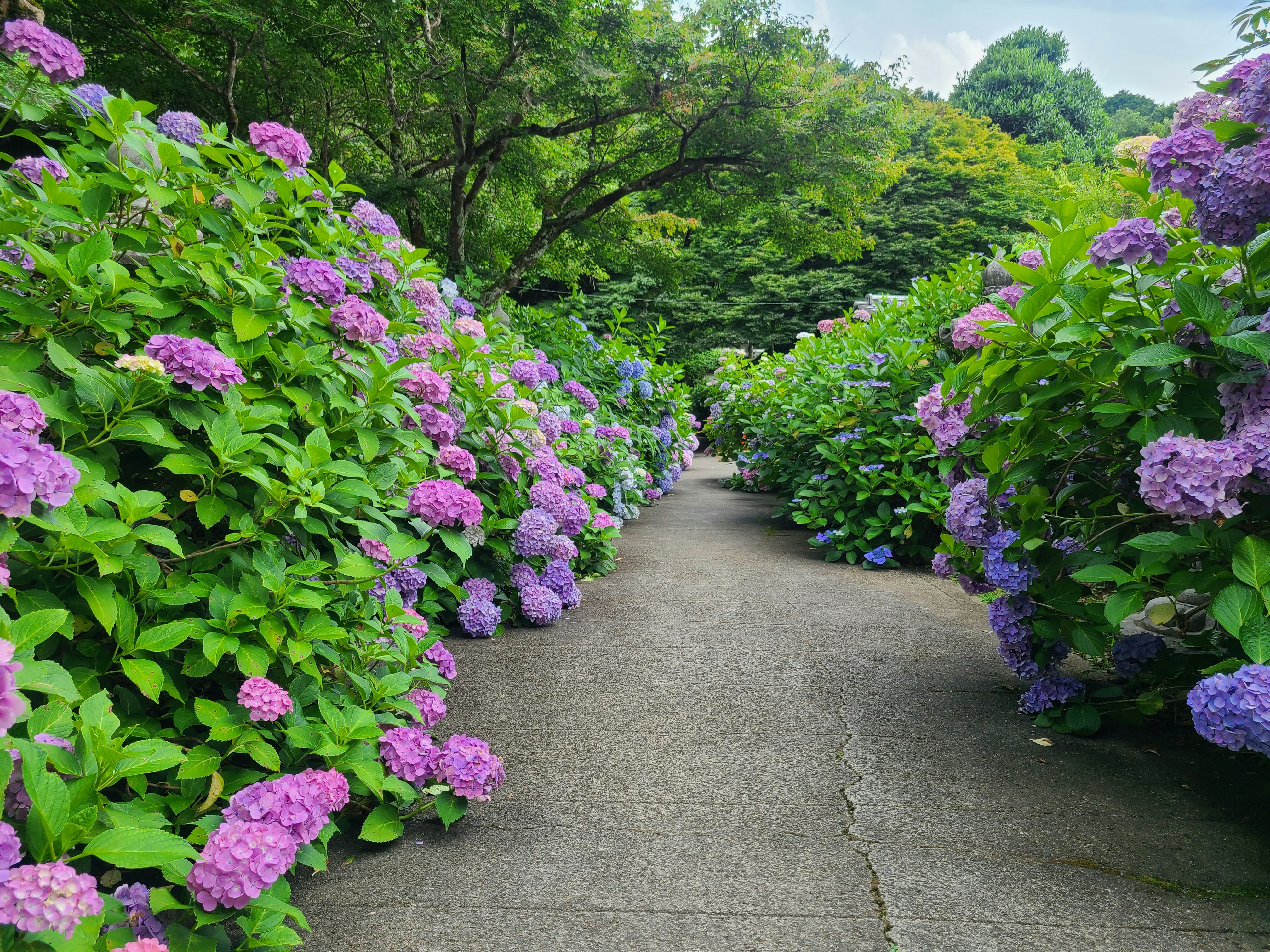 紫陽花の並木と小道が続く庭園の風景