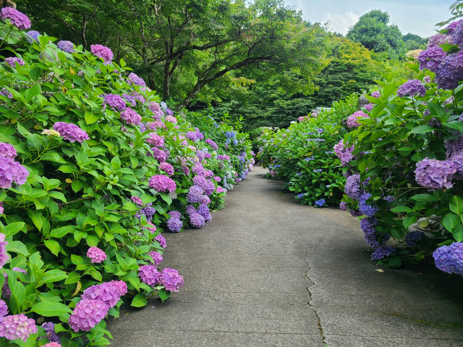 เส้นทางที่มีดอกไฮเดรนเยียสีม่วงและสีเขียว