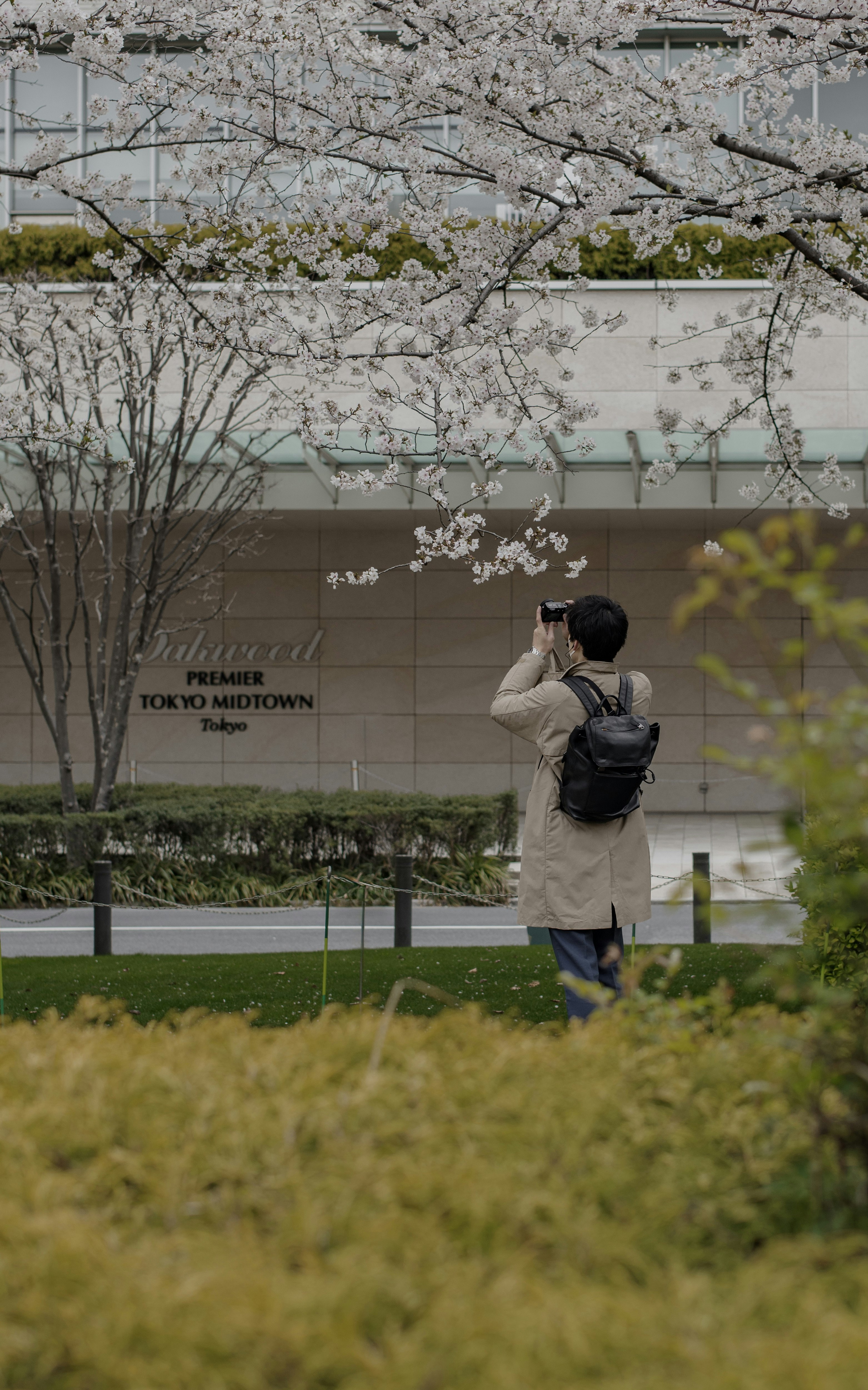 桜の木の下でカメラを構える人と街並み