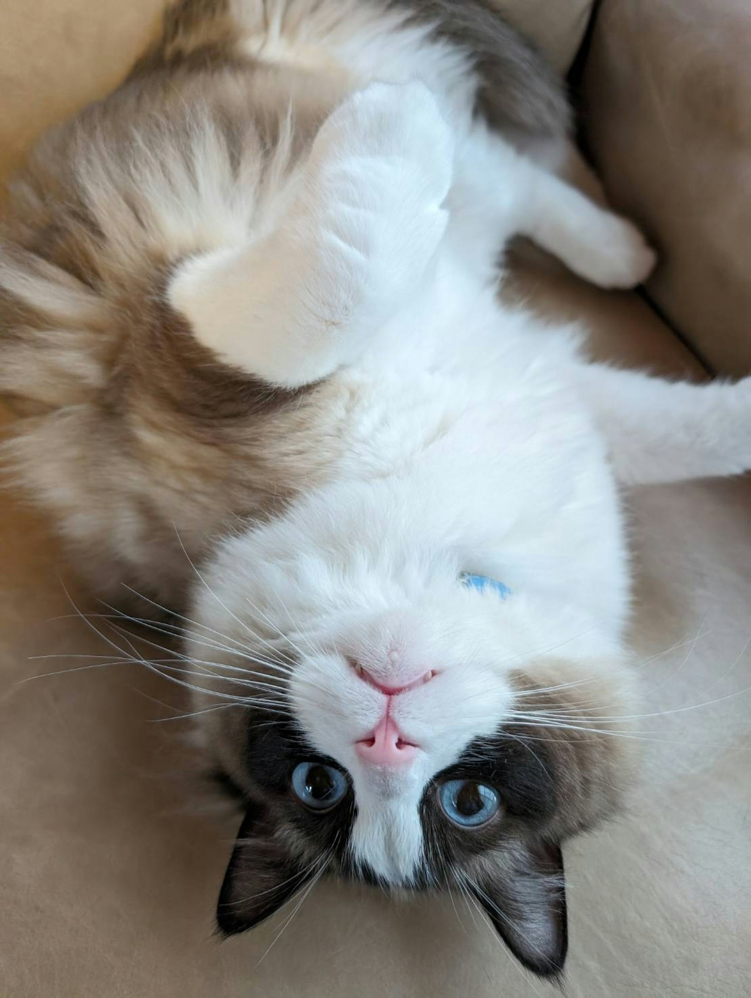 Kucing berbulu putih dan cokelat terbaring telentang di sofa
