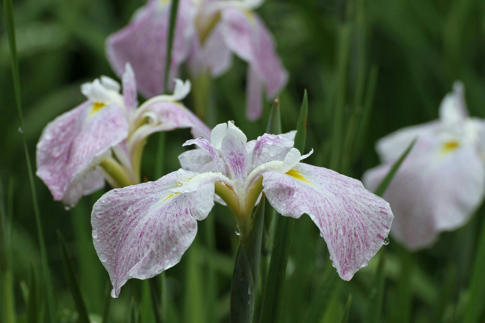 ピンクのアイリスの花が咲く庭の花壇
