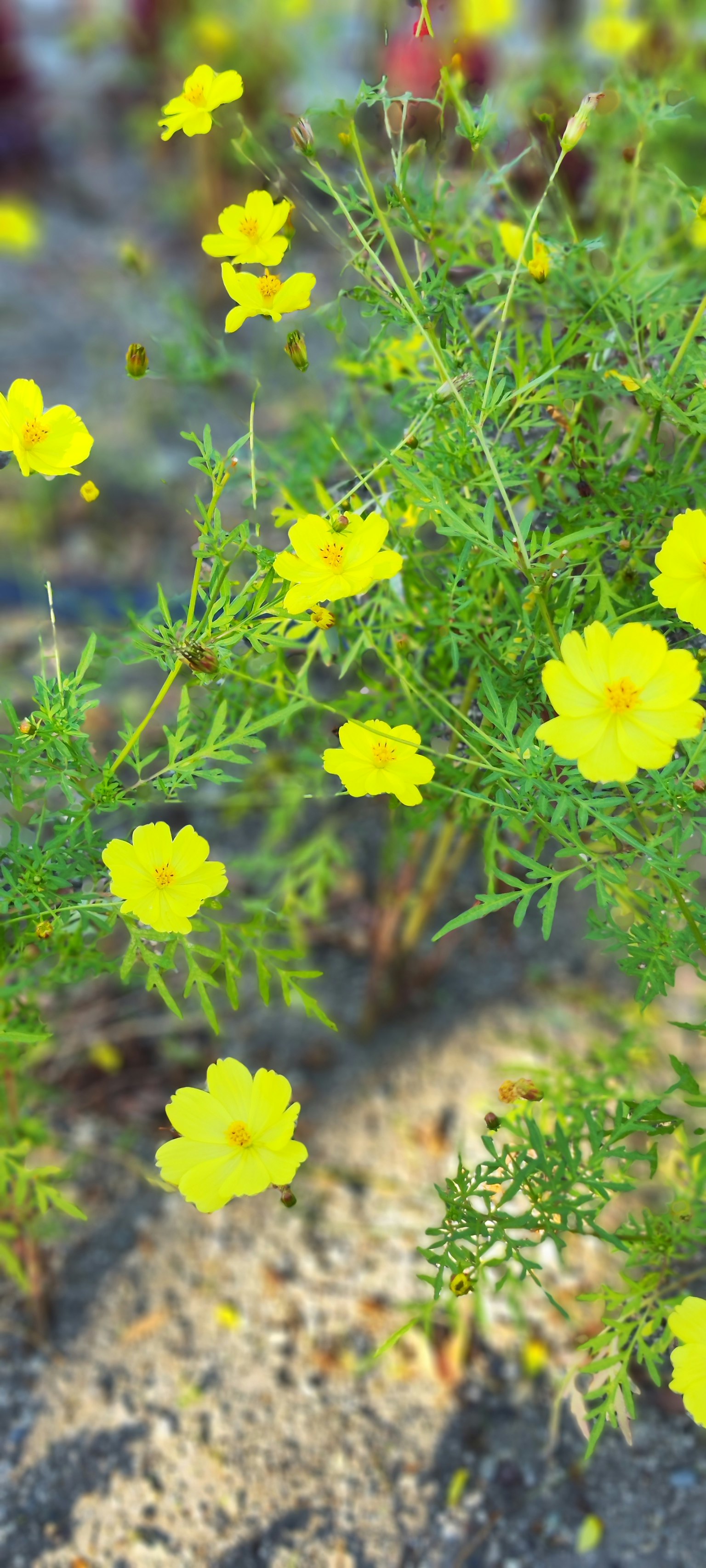 Primer plano de una planta con flores amarillas vibrantes