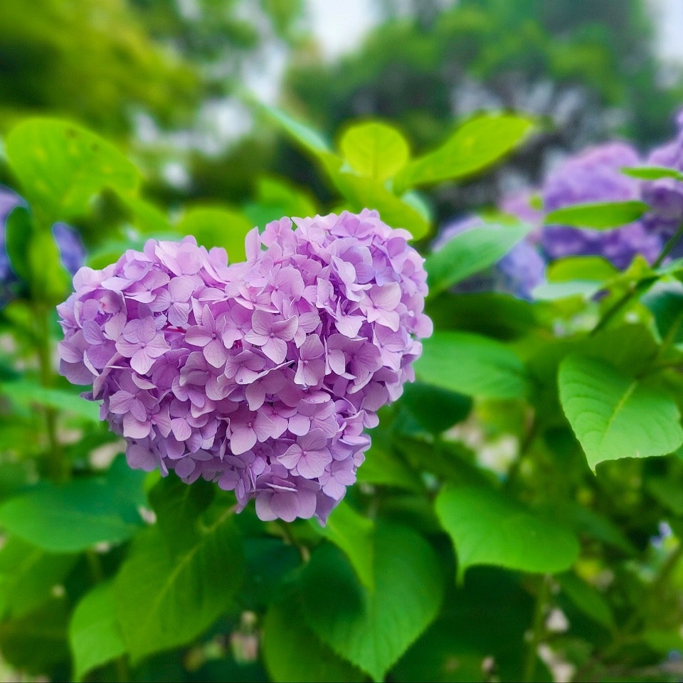 紫のアジサイの花と緑の葉のボケ背景
