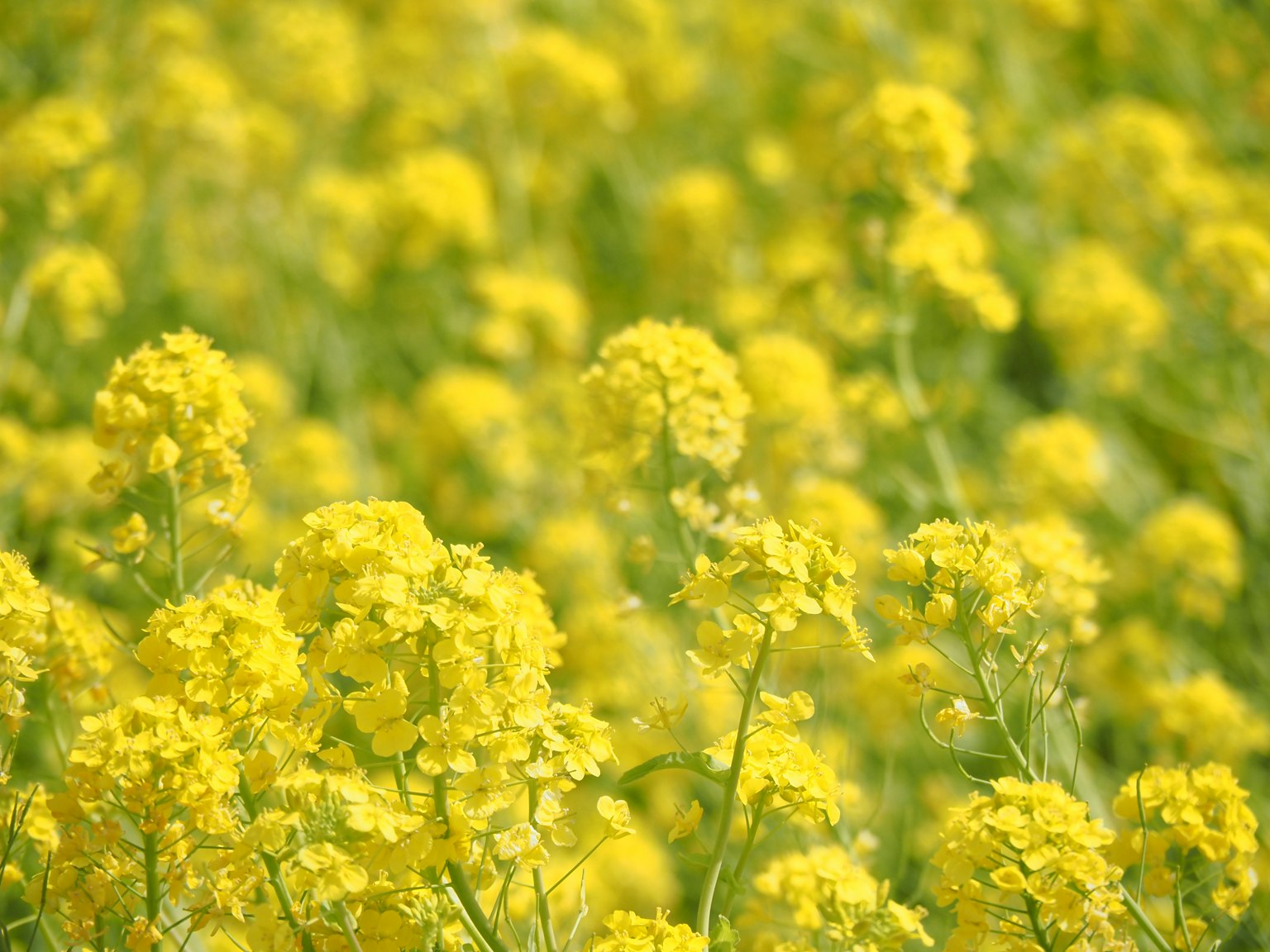 Un vasto campo de flores de colza amarillas en flor
