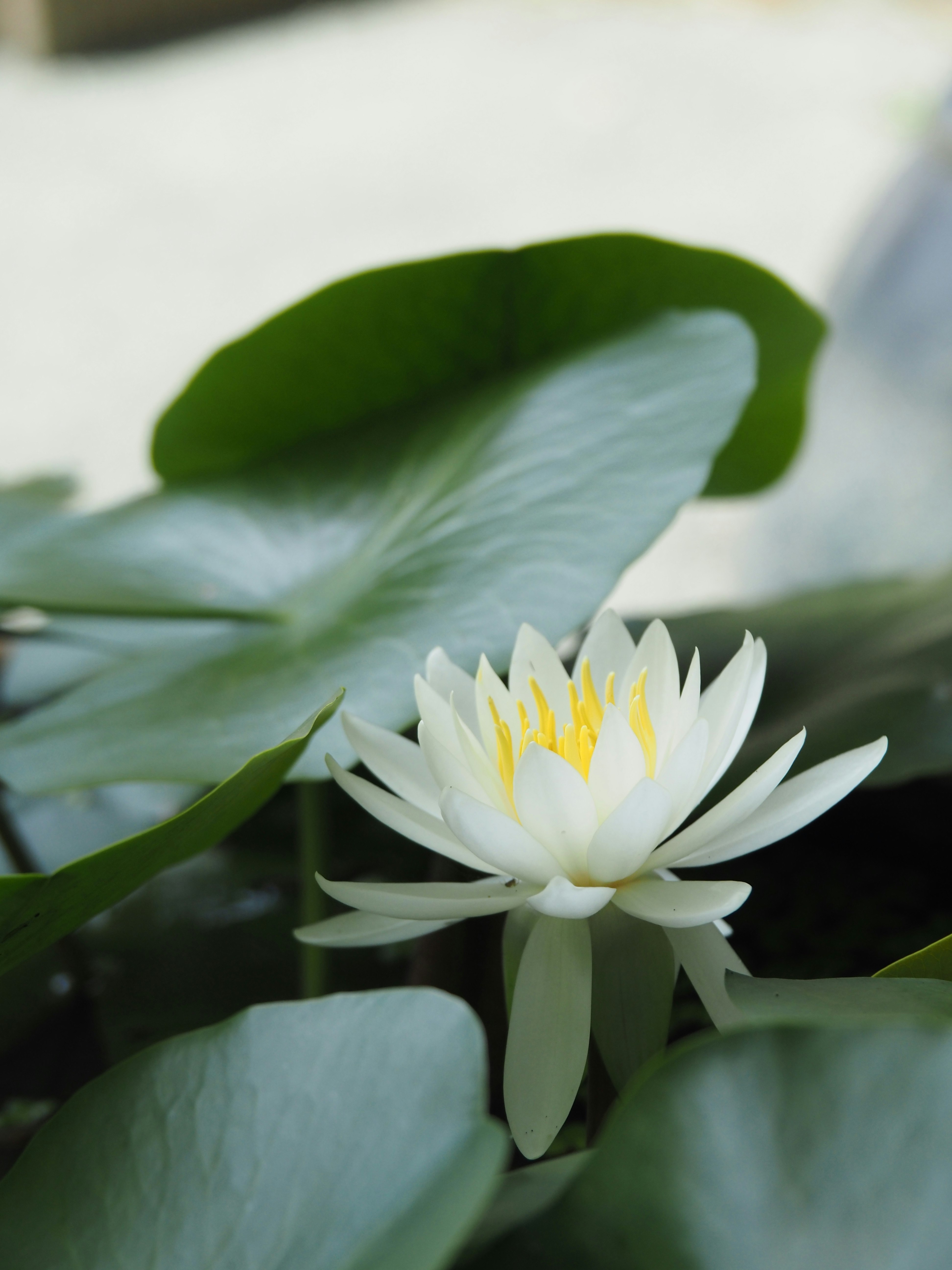 清廉な睡蓮の花が咲く夏の水面
