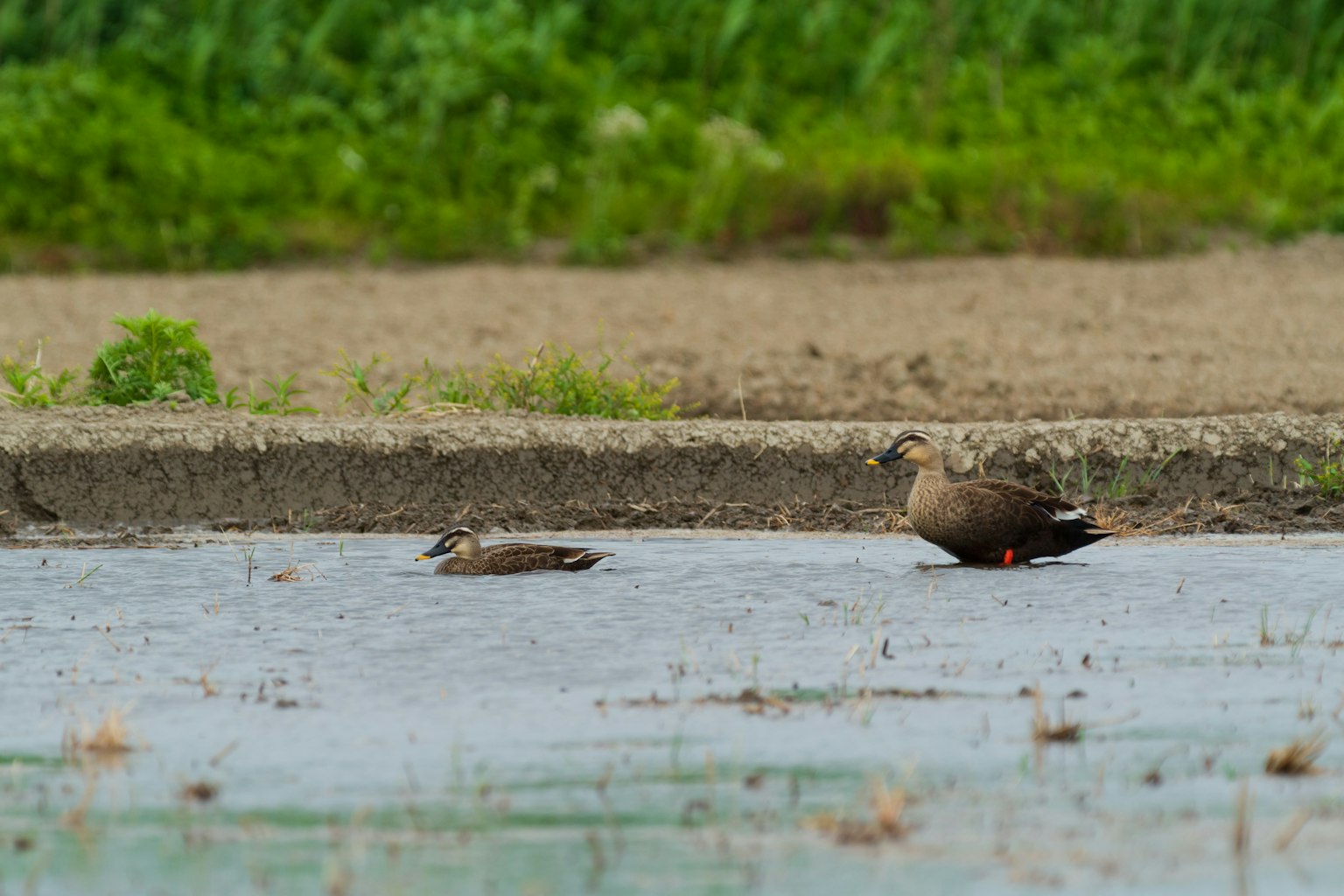 Zwei Enten am Wasser mit grünem Hintergrund und einem Erdstrand