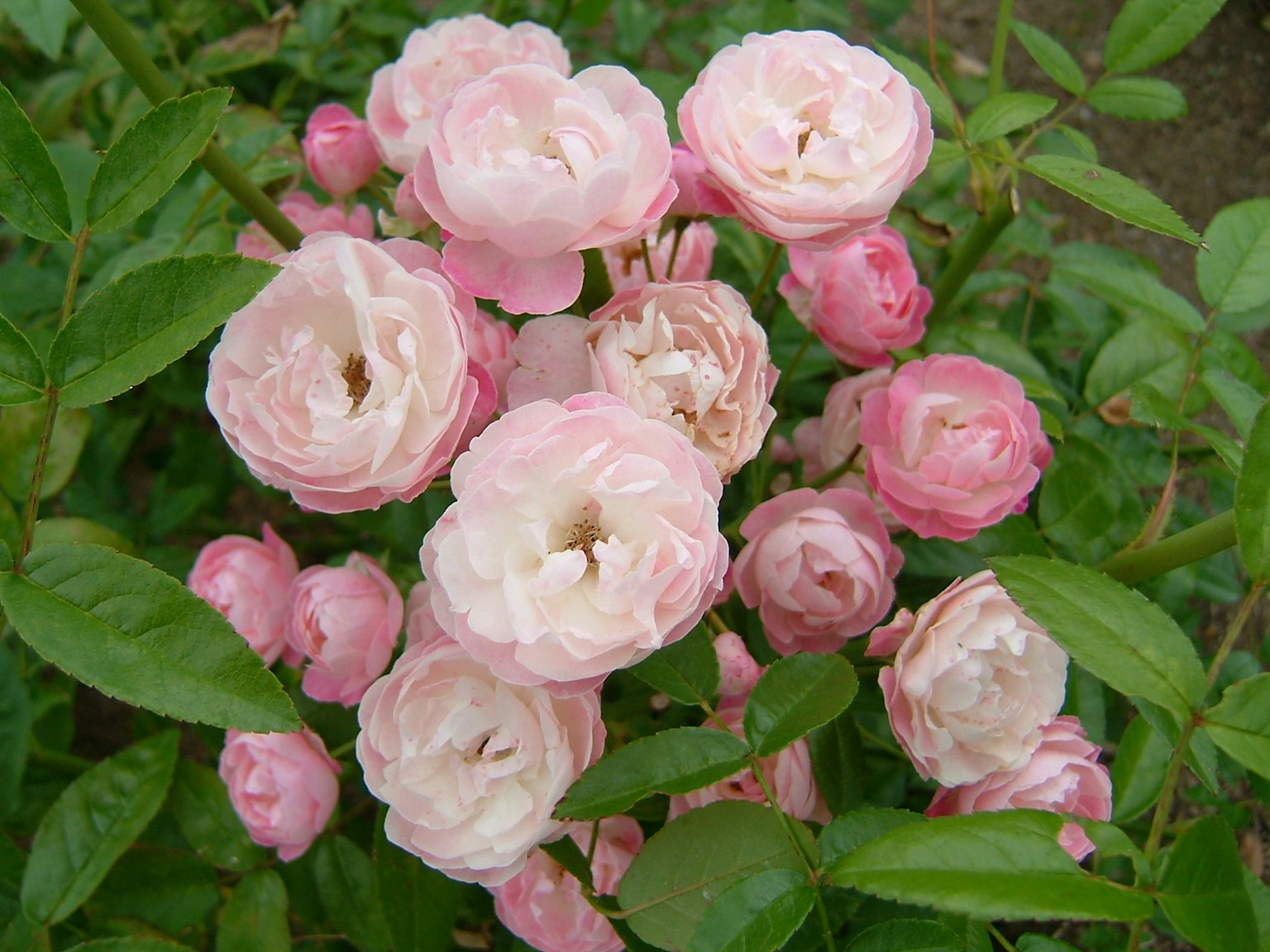 Büschel von blassen rosa Rosen, die zwischen grünen Blättern blühen