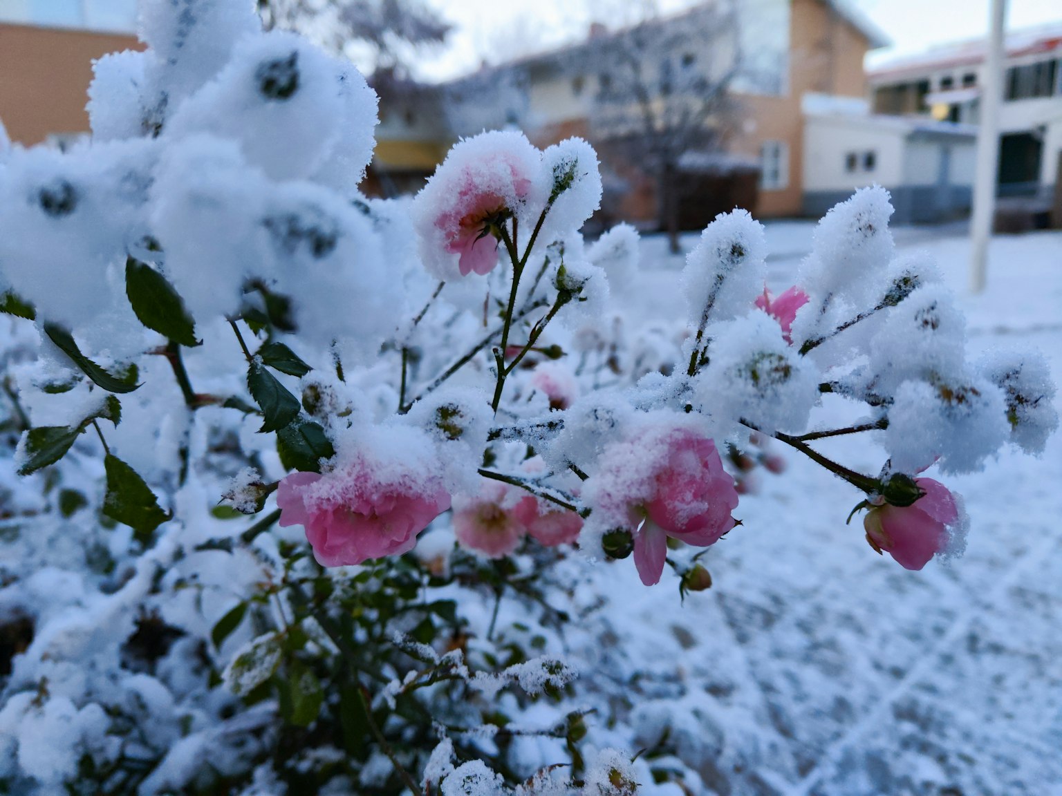 Fleurs de rose rose recouvertes de neige