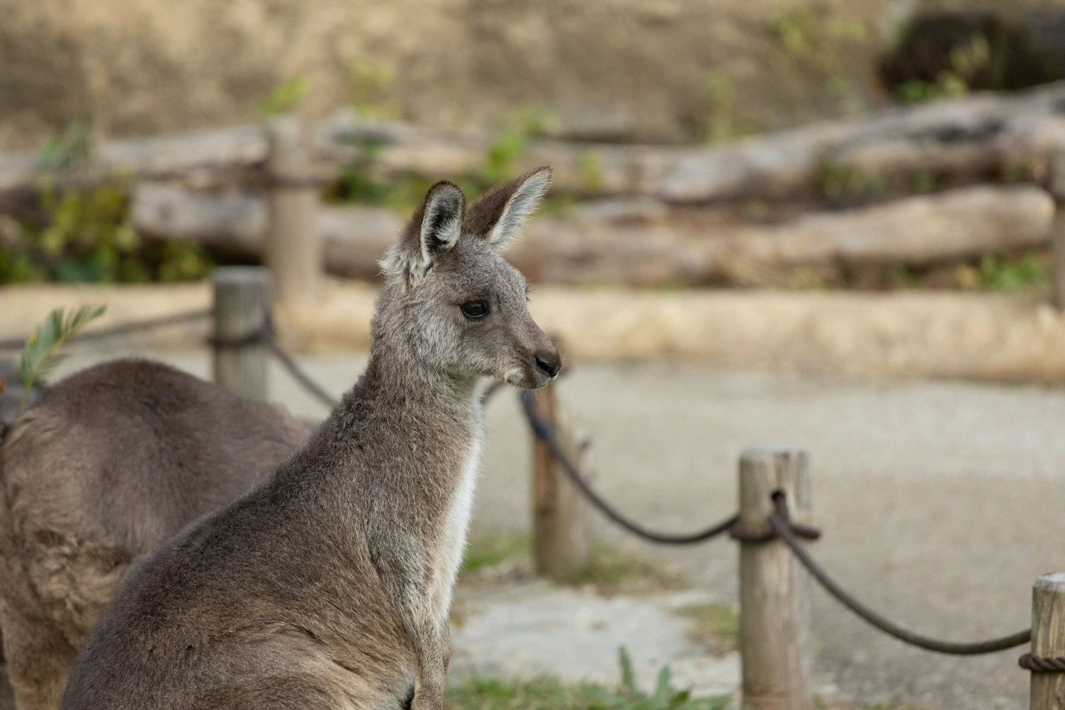 Một con kangaroo đứng gần hàng rào trong môi trường tự nhiên