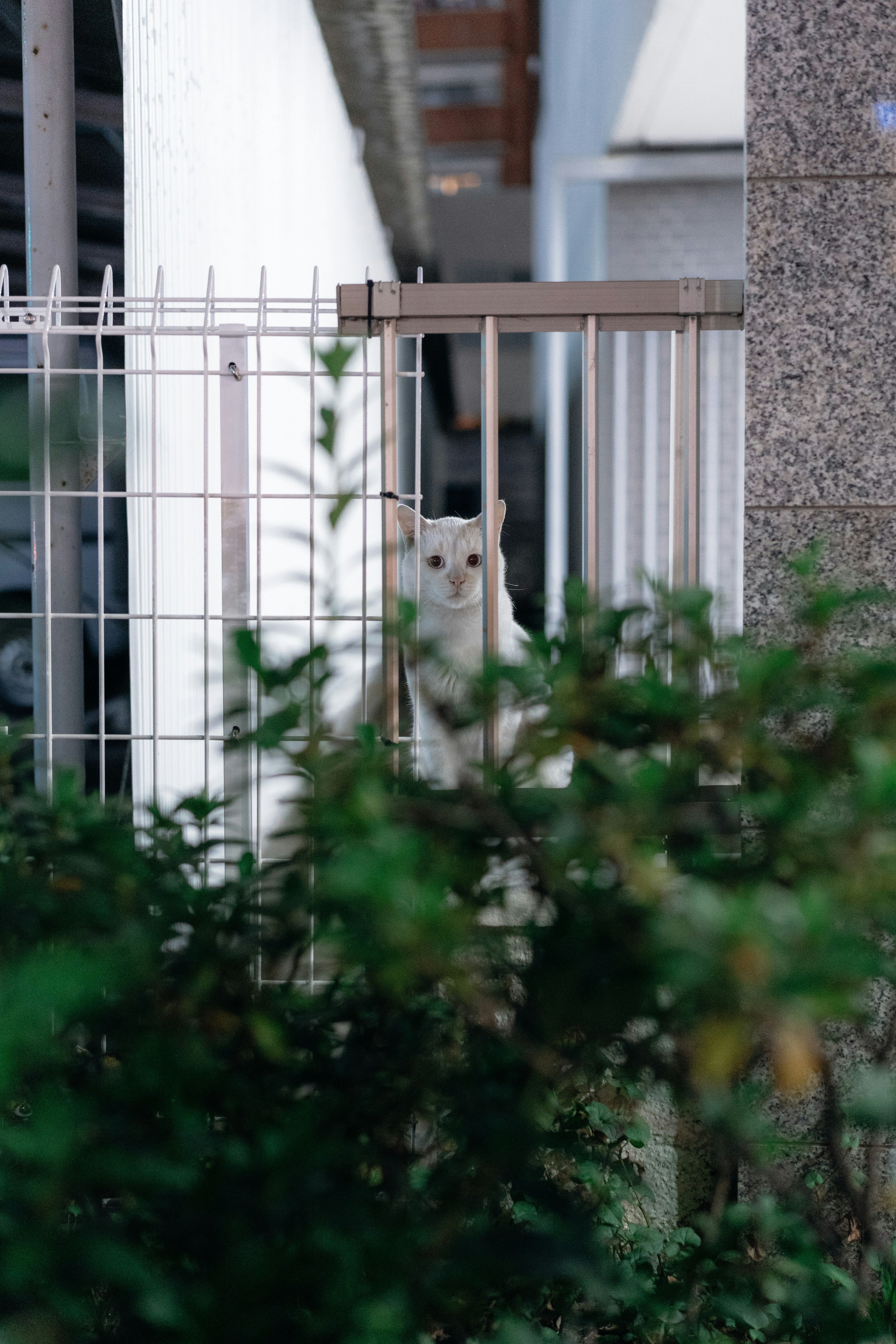 フェンス越しに見える白い子犬のいる庭先