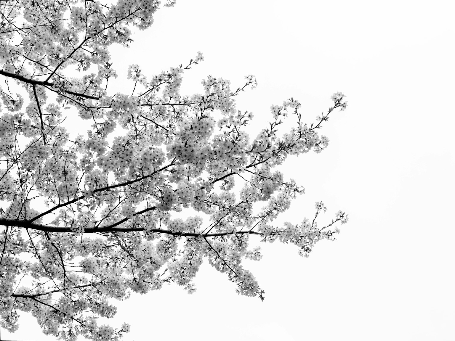 黑白櫻花樹枝特寫