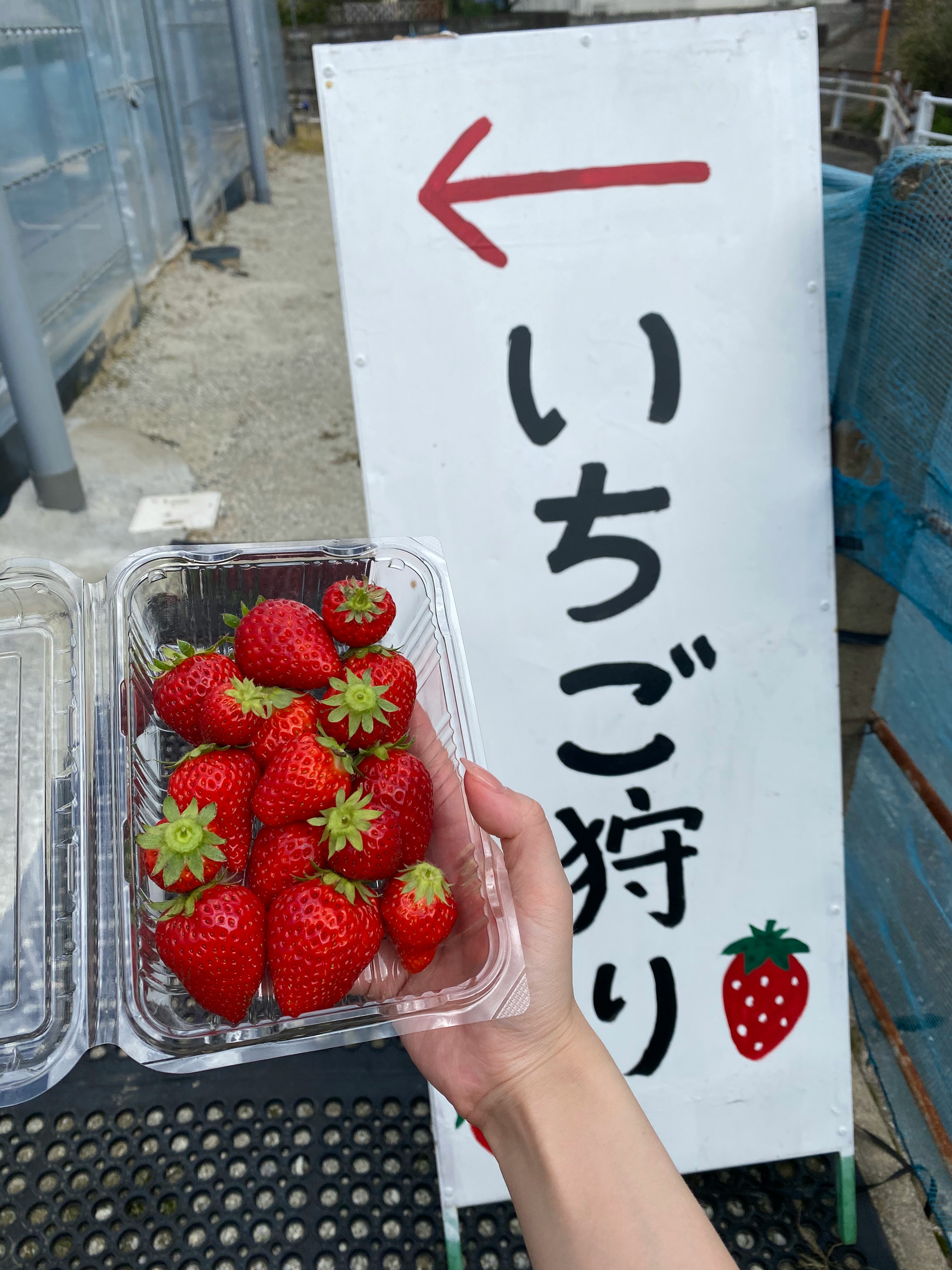 草莓盒與戶外「採草莓」告示牌