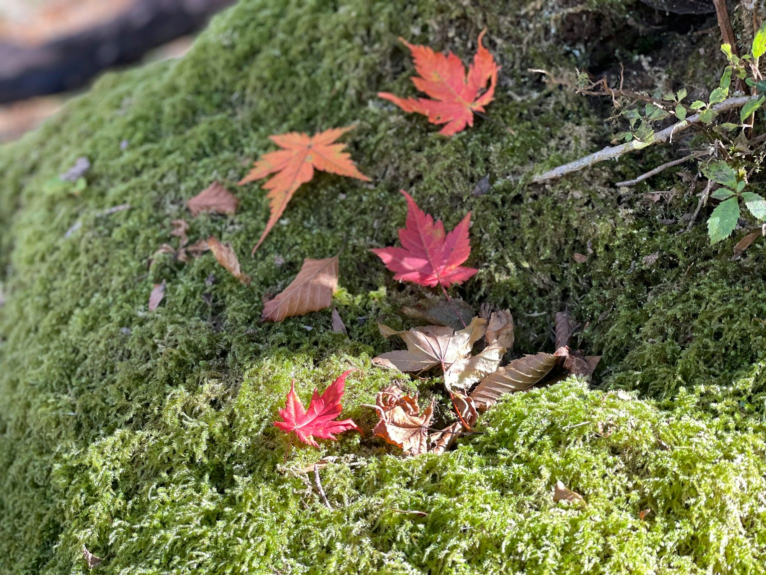 Foglie rosse e foglie secche sparse su muschio verde