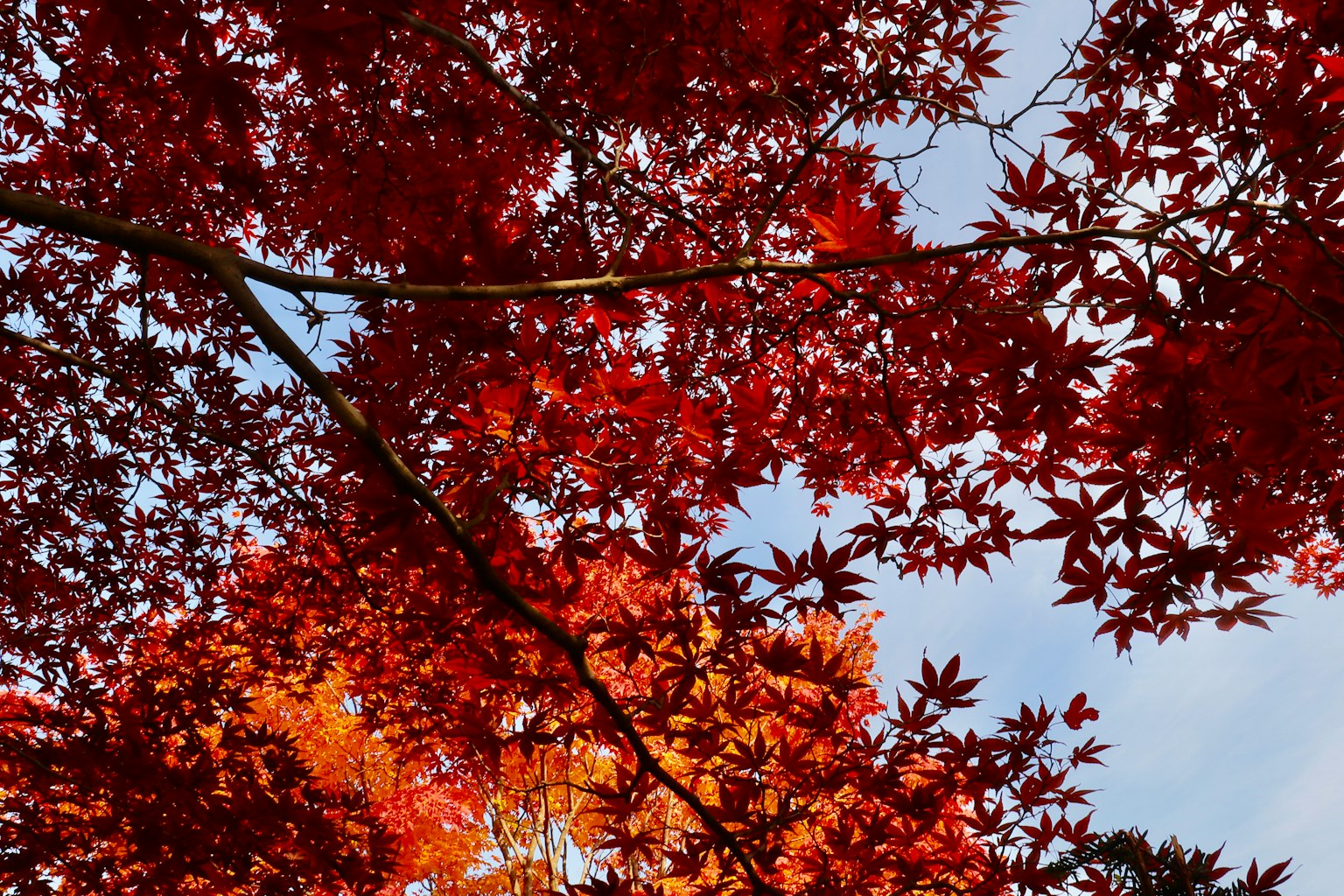 Lebendige Herbstblätter mit roten und orangefarbenen Blättern