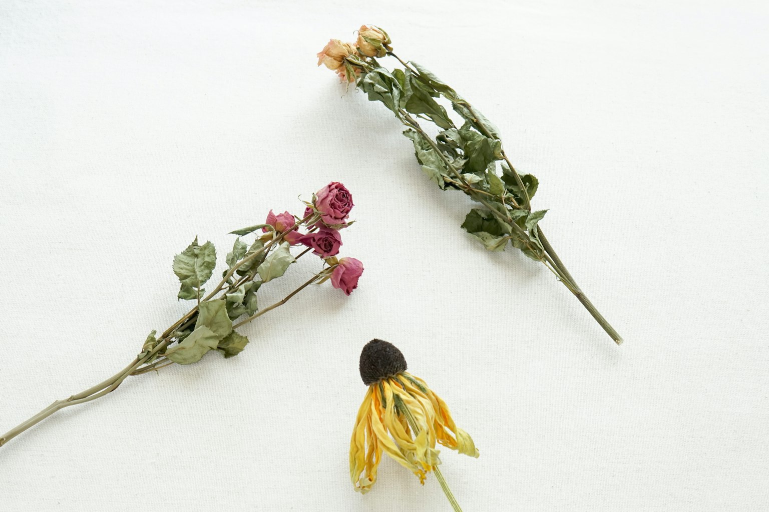 Fleurs séchées disposées sur un fond blanc