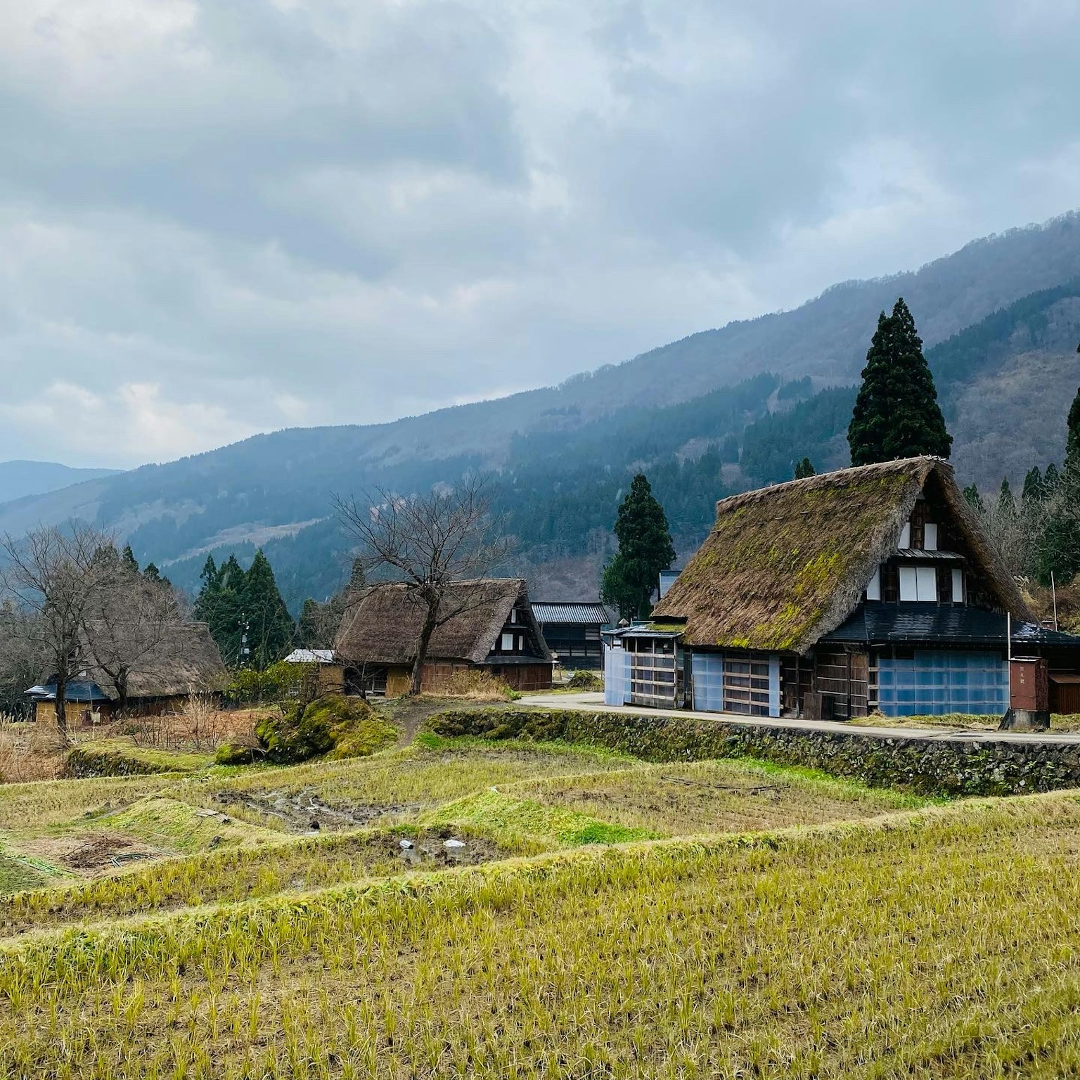 山區傳統合掌造型的房屋與綠色田野