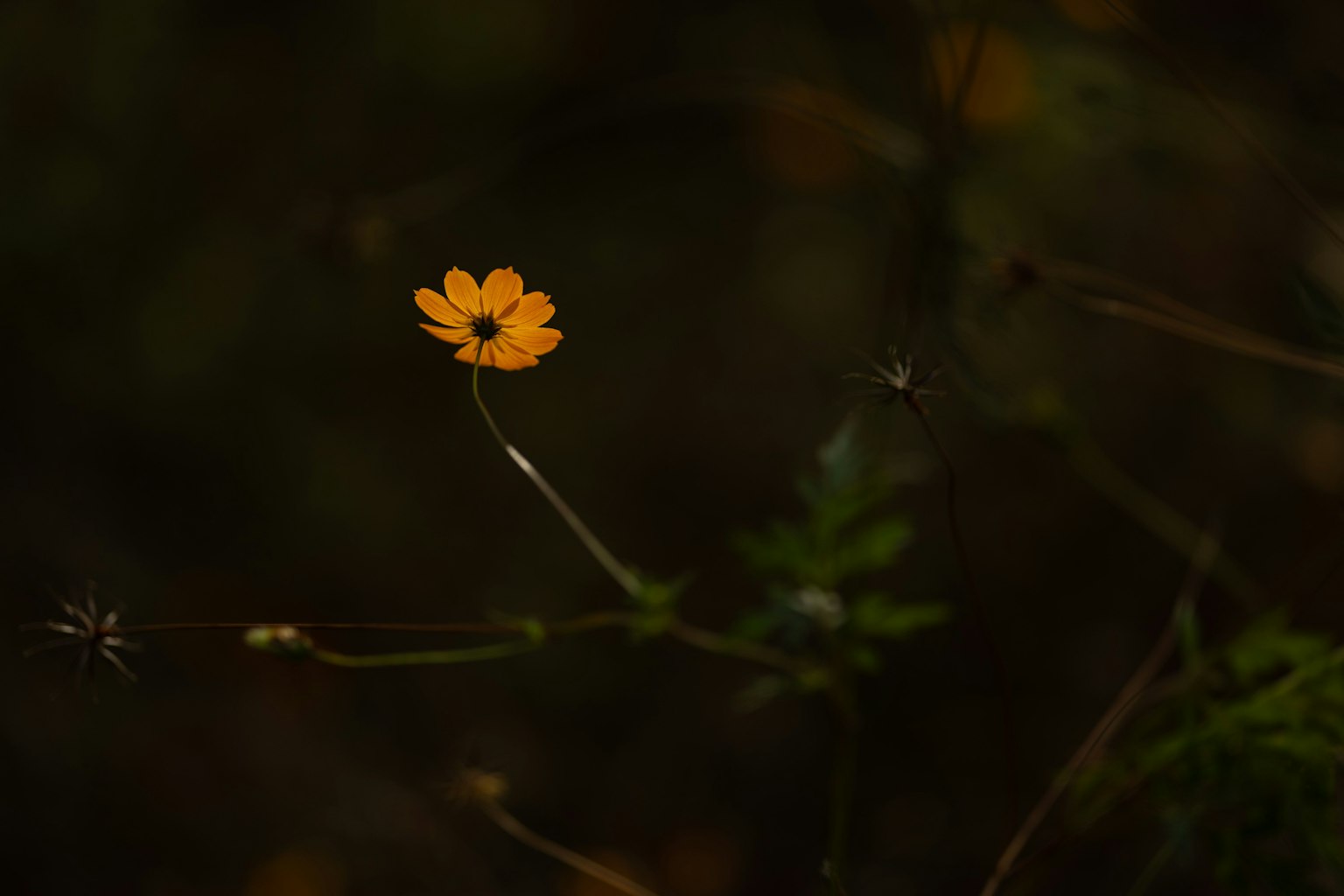 鮮豔的黃色花朵在黑暗背景上