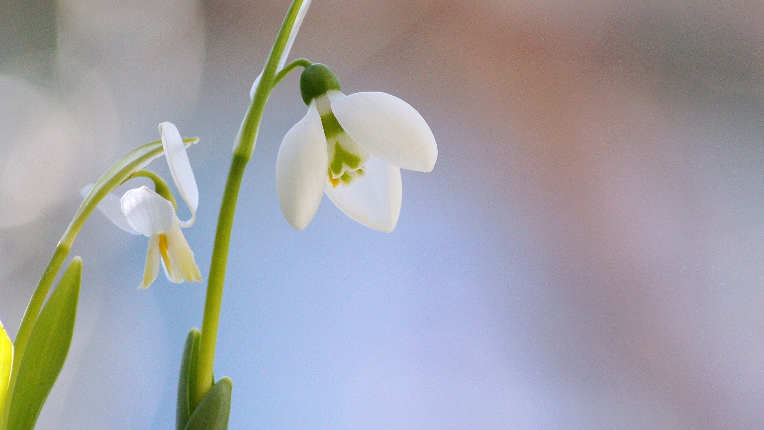 Primo piano di fiori di galanthus bianchi in fiore