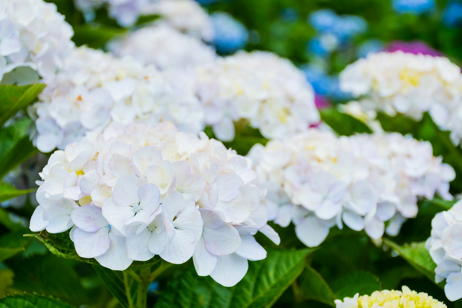 Bellissimo scenario di fiori di ortensia bianchi in fiore