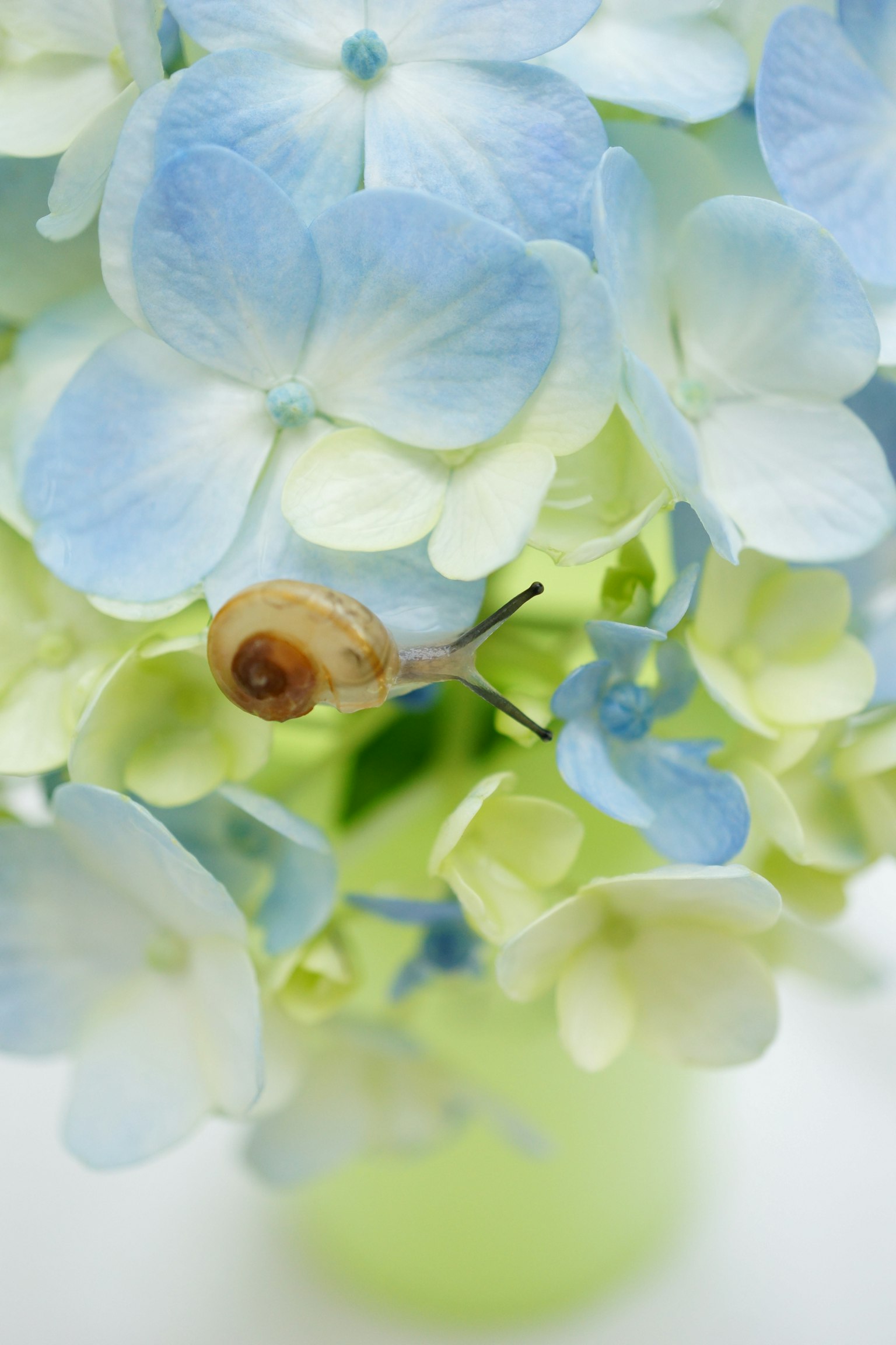 Eine kleine Schnecke auf blassblauen und grünen Hortensienblüten