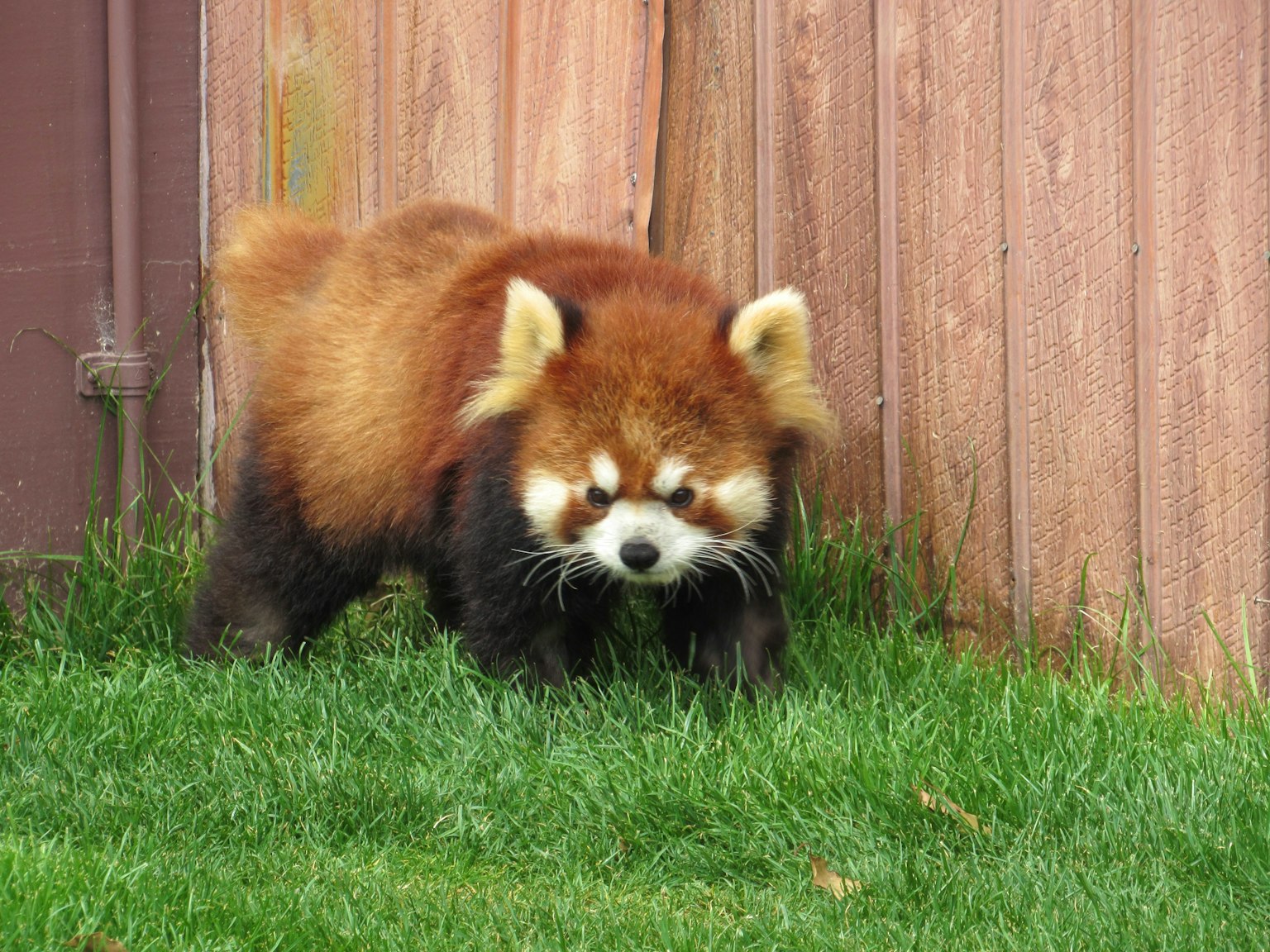 Panda merah berjalan di atas rumput dekat pagar kayu