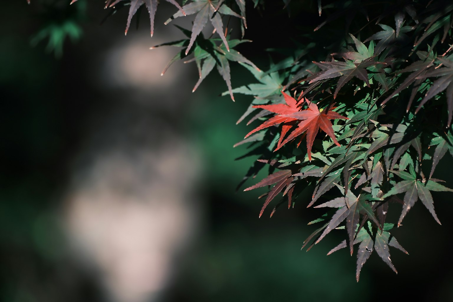 Primo piano di un ramo di acero con foglie rosse e verdi vivaci