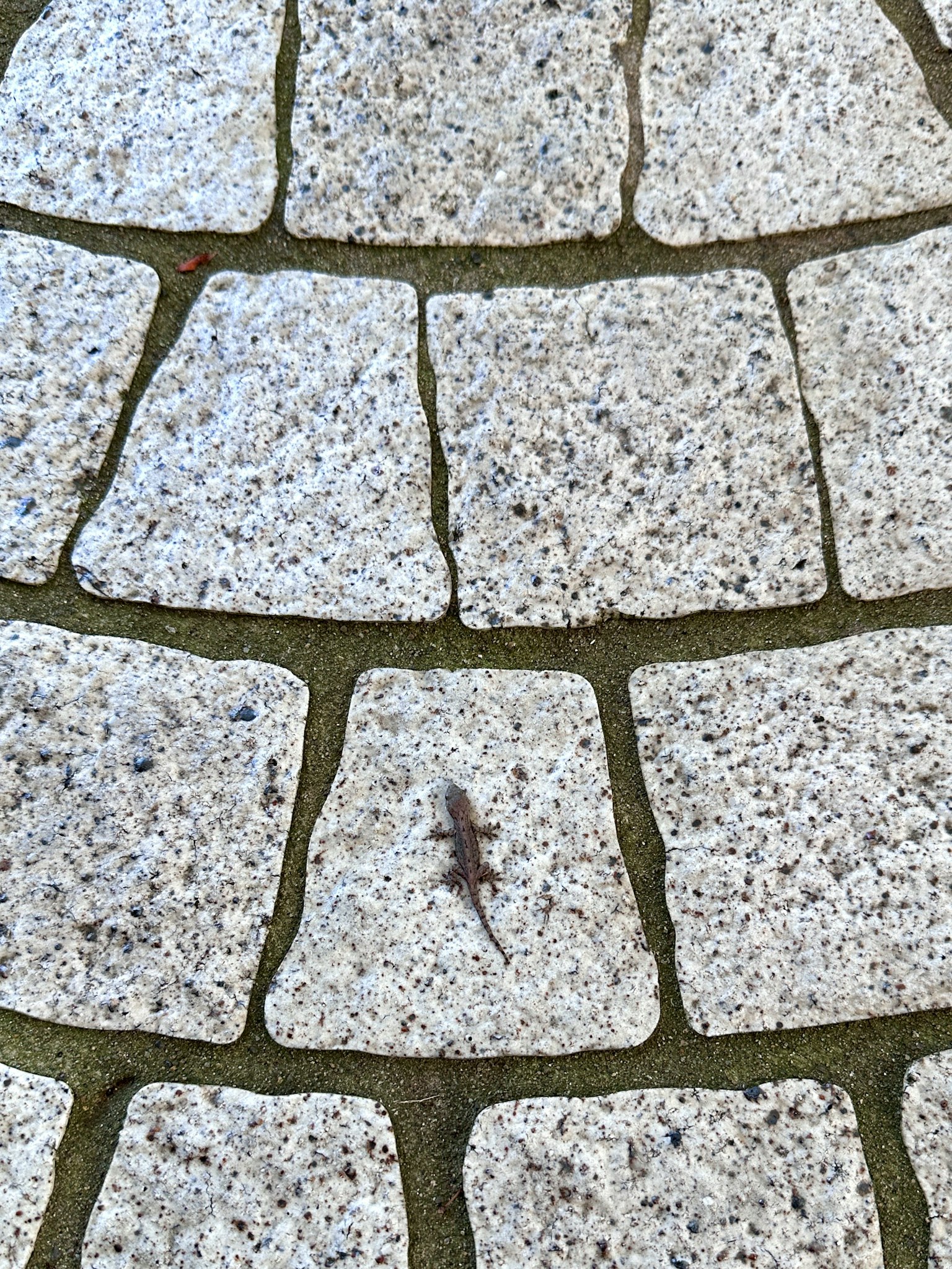 Un pequeño lagarto en un pavimento de piedra
