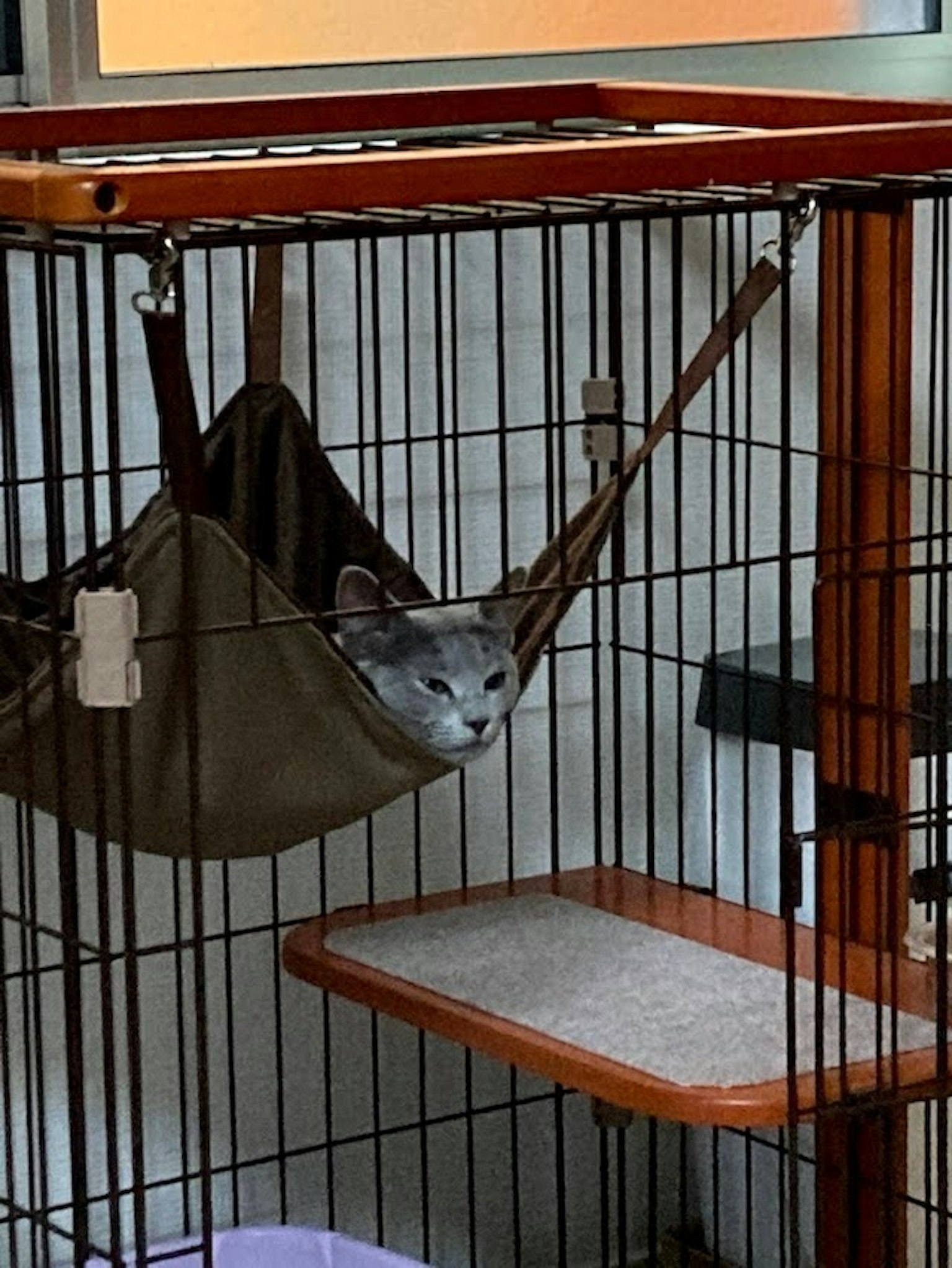 Chat gris se reposant dans un hamac à l'intérieur d'une cage pour chat